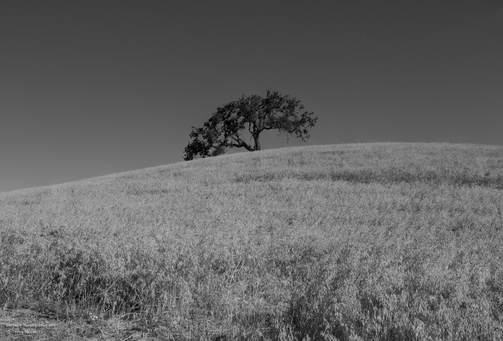 Canon EF 24-70mm F2.8L USM sample photo. Paso b&w photography
