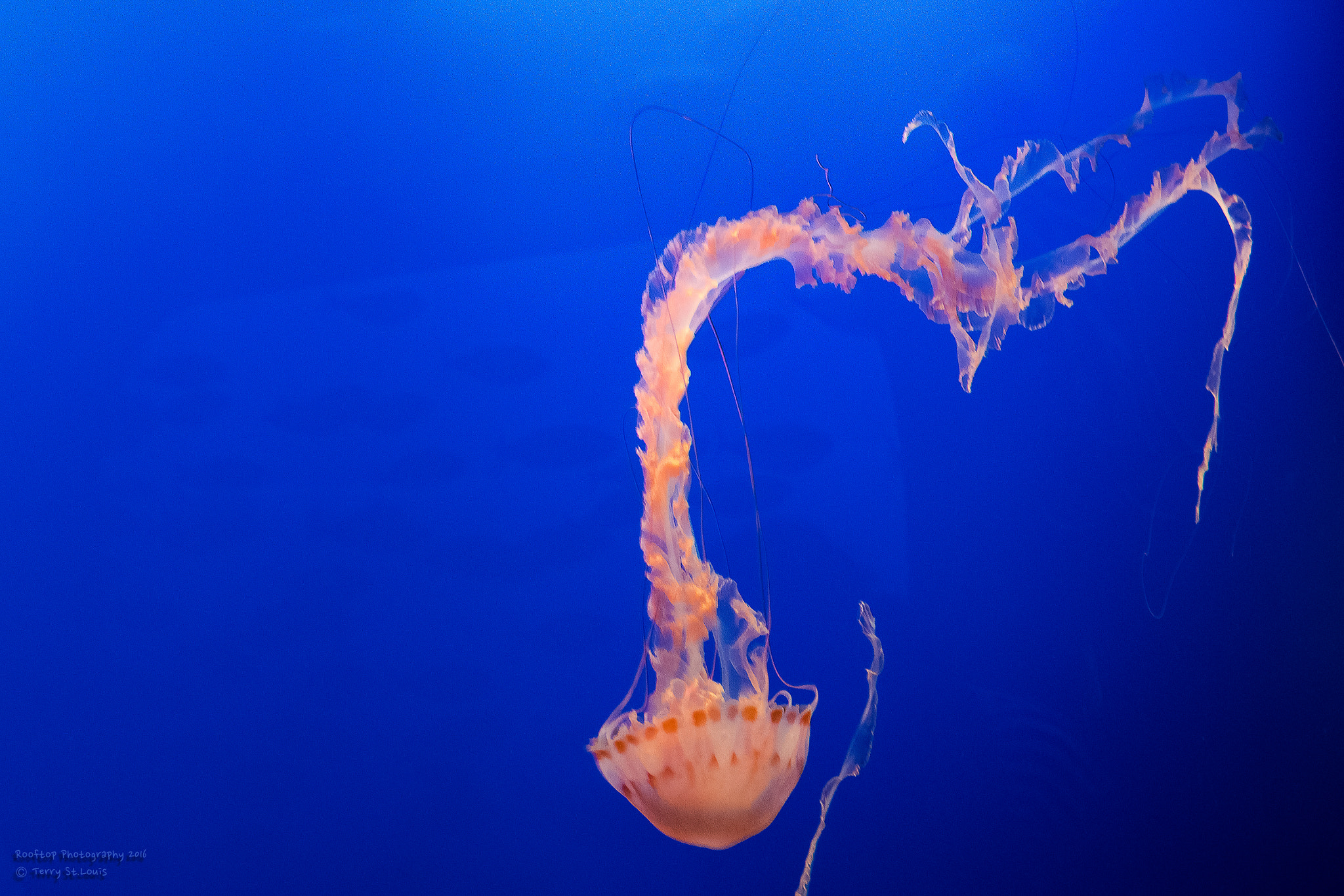 Canon EF 24-70mm F2.8L USM sample photo. Sea nettle photography