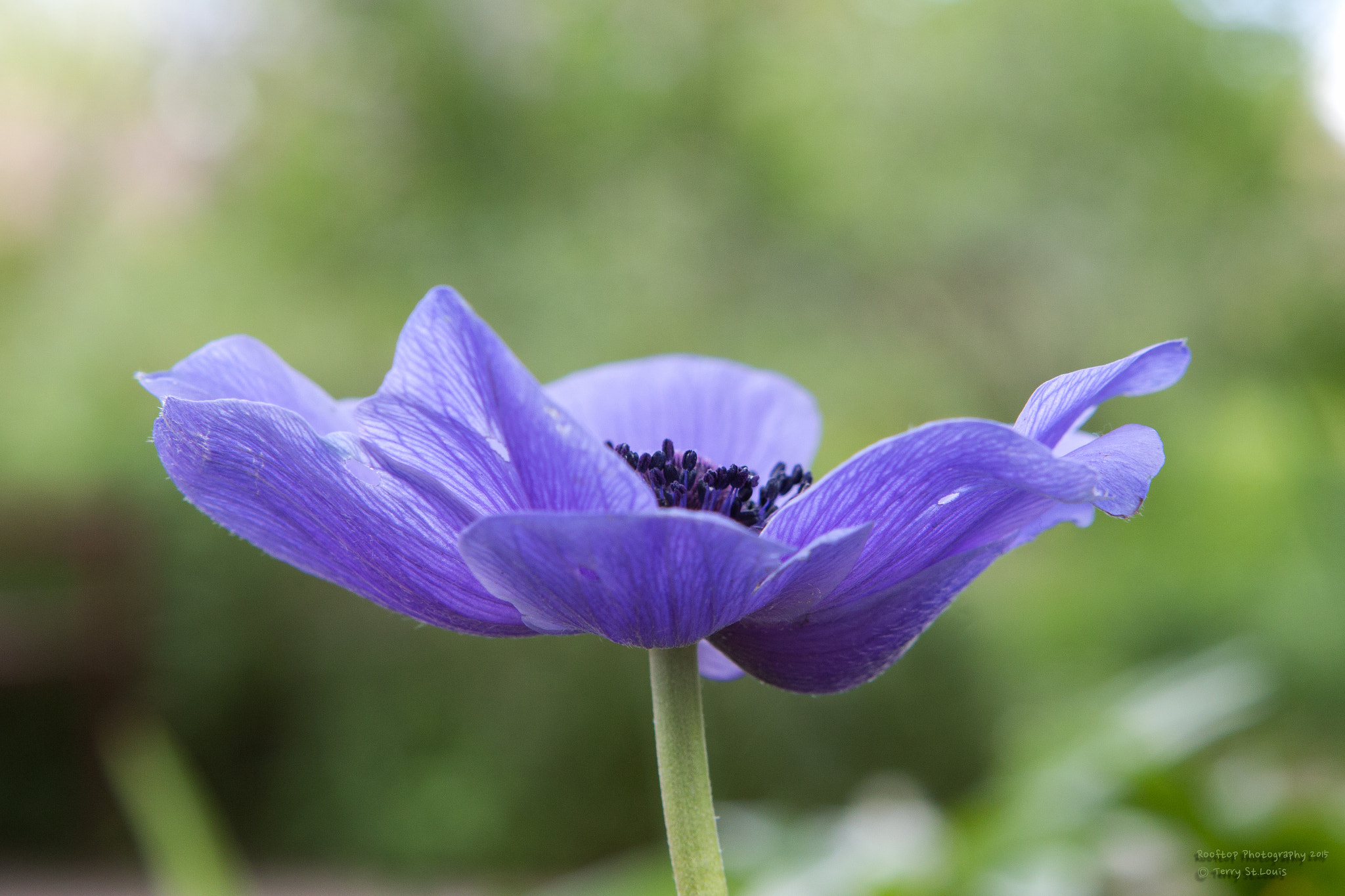 Canon EF 24-70mm F2.8L USM sample photo. Purple flower photography