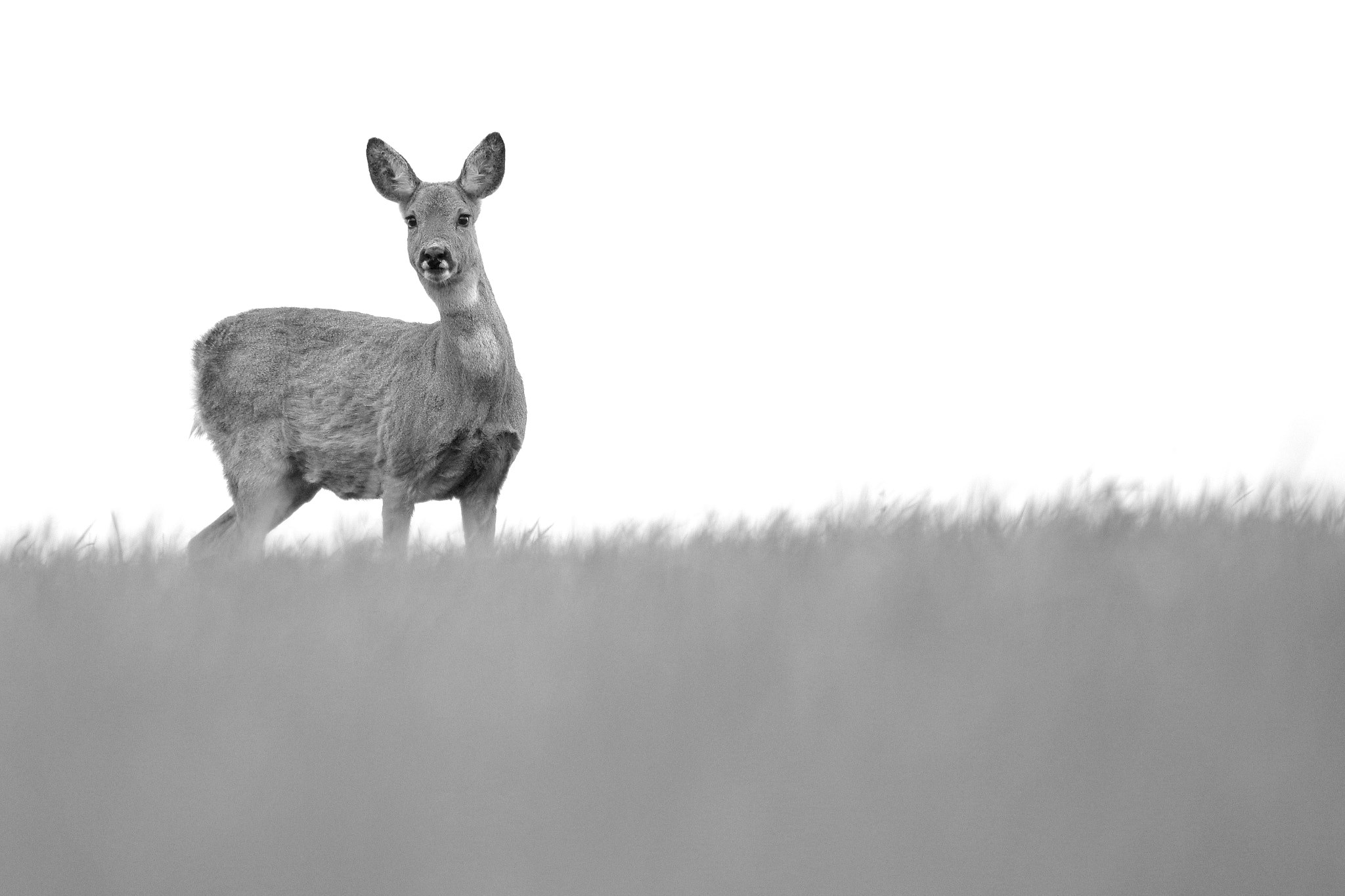 Pentax K-3 + Sigma 120-400mm F4.5-5.6 DG OS HSM sample photo. Chevreuil photography