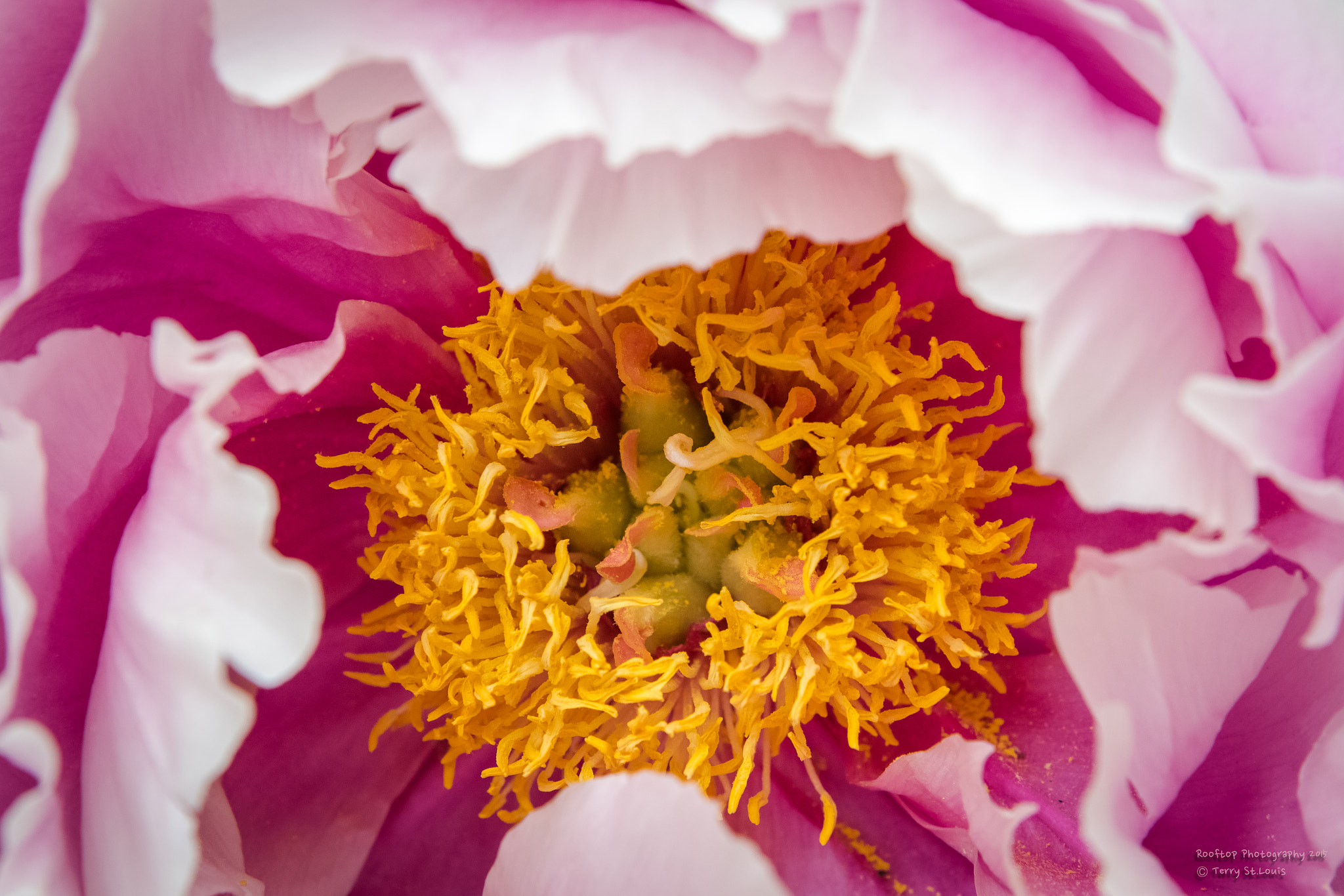 Canon EF 24-70mm F2.8L USM sample photo. Pink and yellow photography