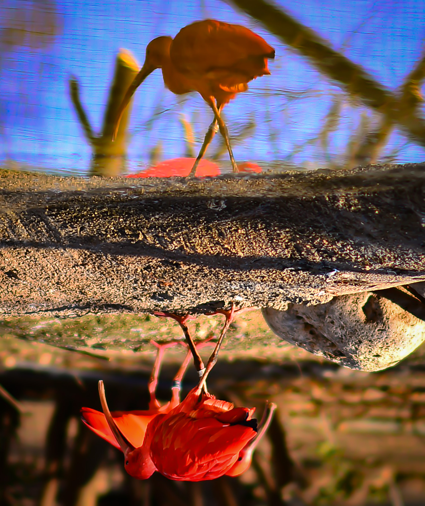 Nikon D800 + AF DC-Nikkor 135mm f/2D sample photo. Through the looking glass photography