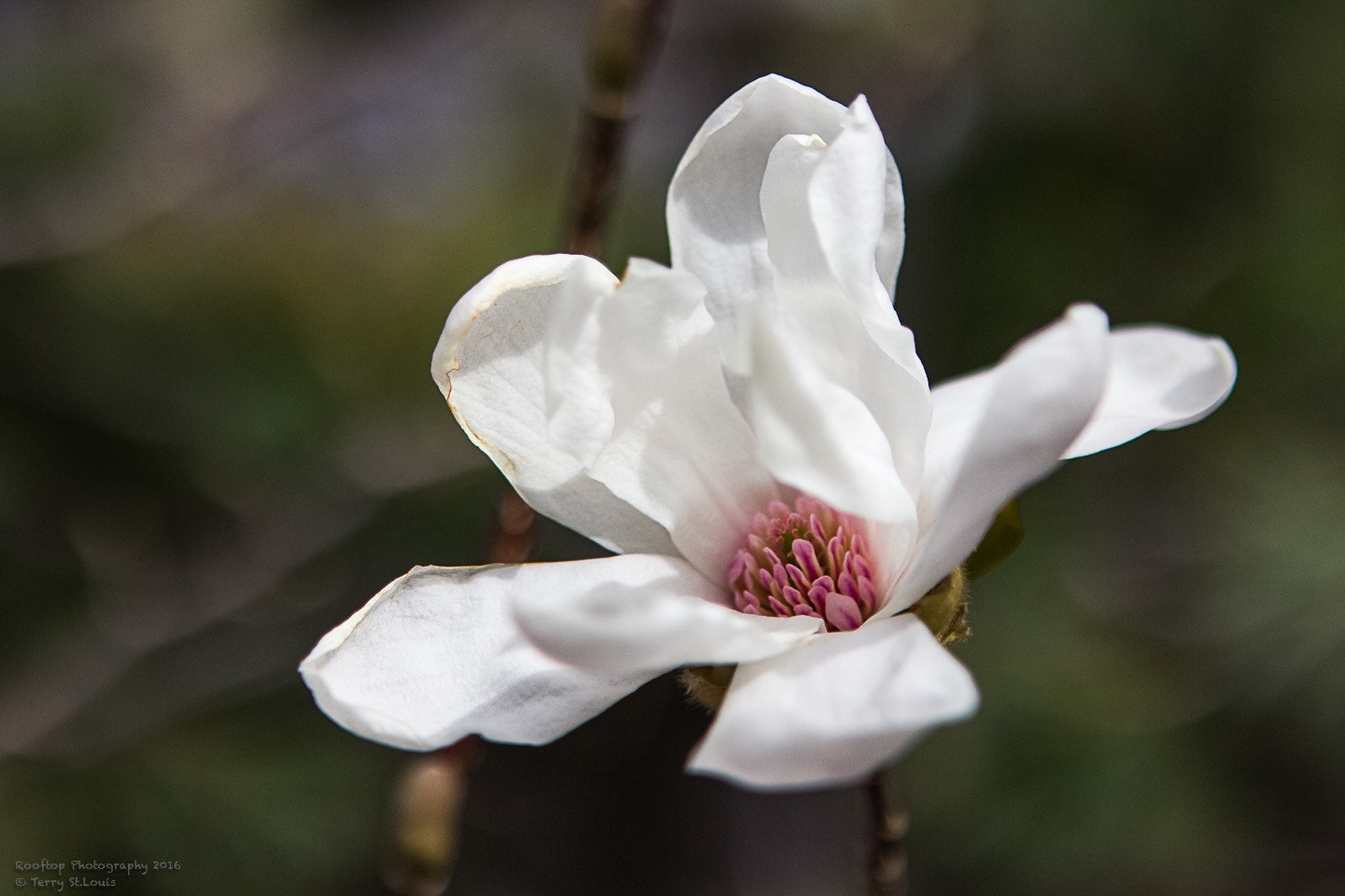 Canon EOS 60D sample photo. White and pink photography