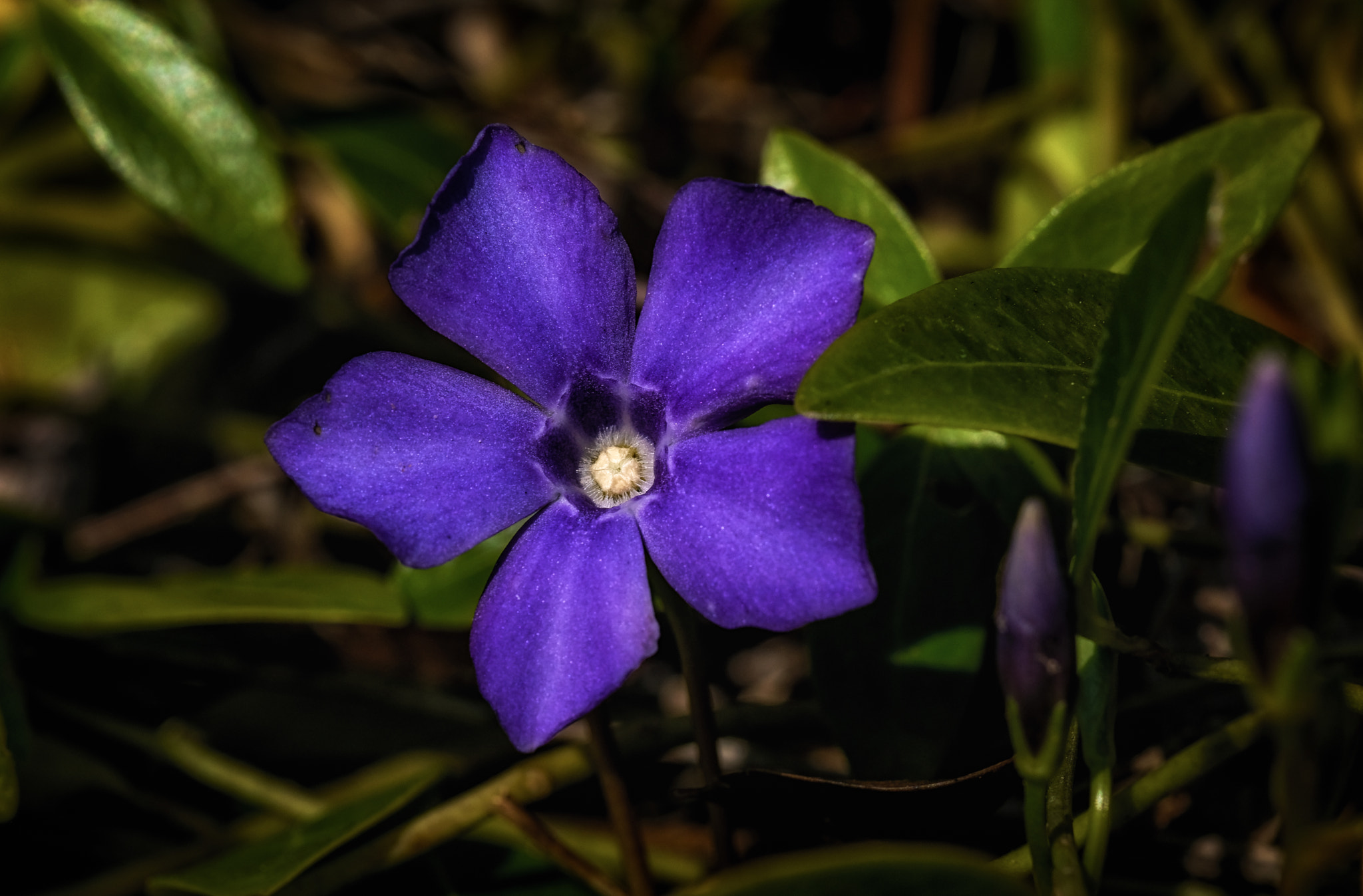 Fujifilm XF 90mm F2 R LM WR sample photo. The purple blues photography