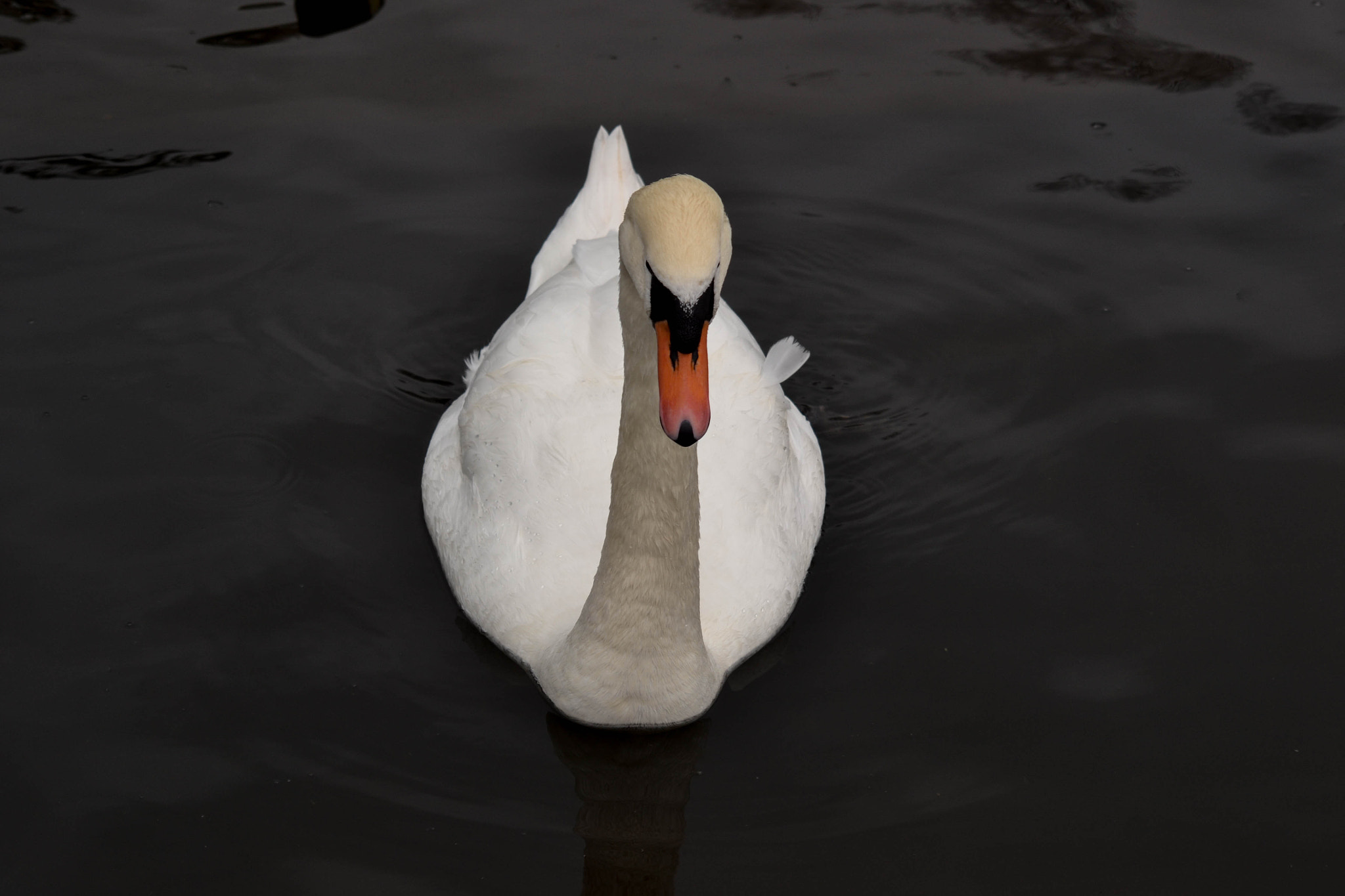 Sigma 70-300mm F4-5.6 APO DG Macro sample photo. White swan photography