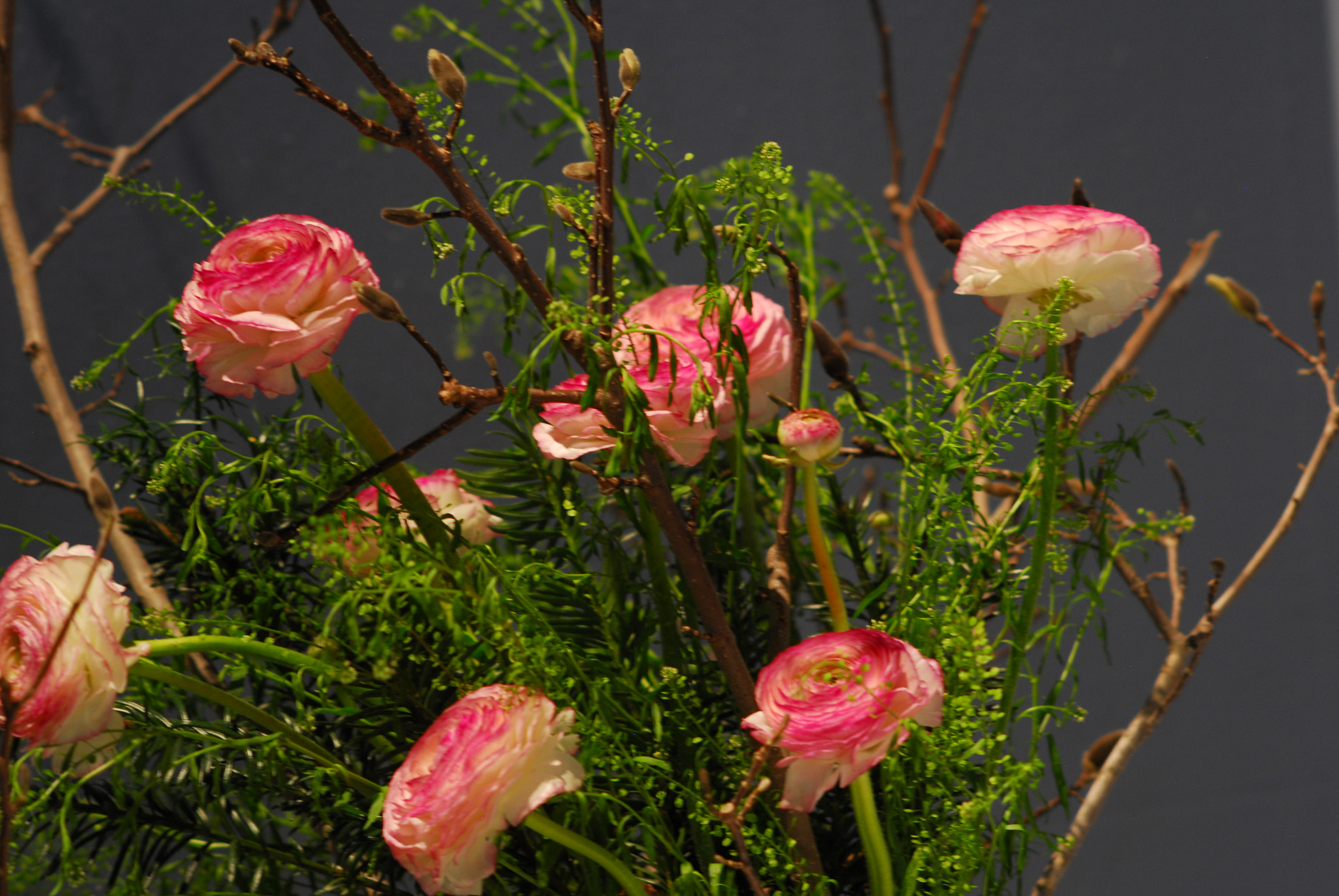 Nikon D200 + Manual Lens No CPU sample photo. Pink ranunculus photography