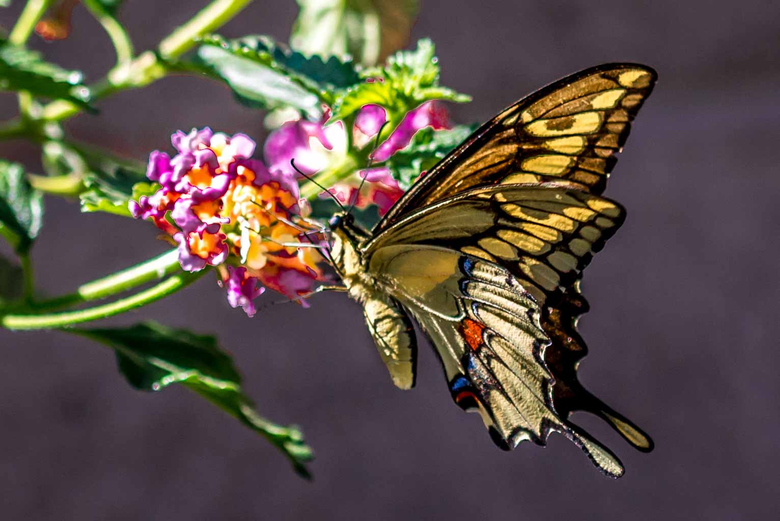 Sigma 105mm F2.8 EX DG OS HSM sample photo. The butterfly photography