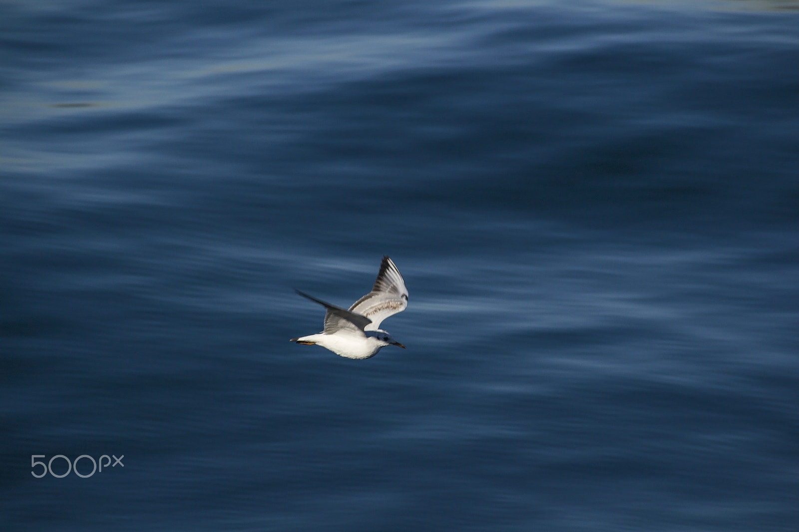 Sigma 18-250mm F3.5-6.3 DC Macro OS HSM sample photo. Seagull flying over the sea. photography