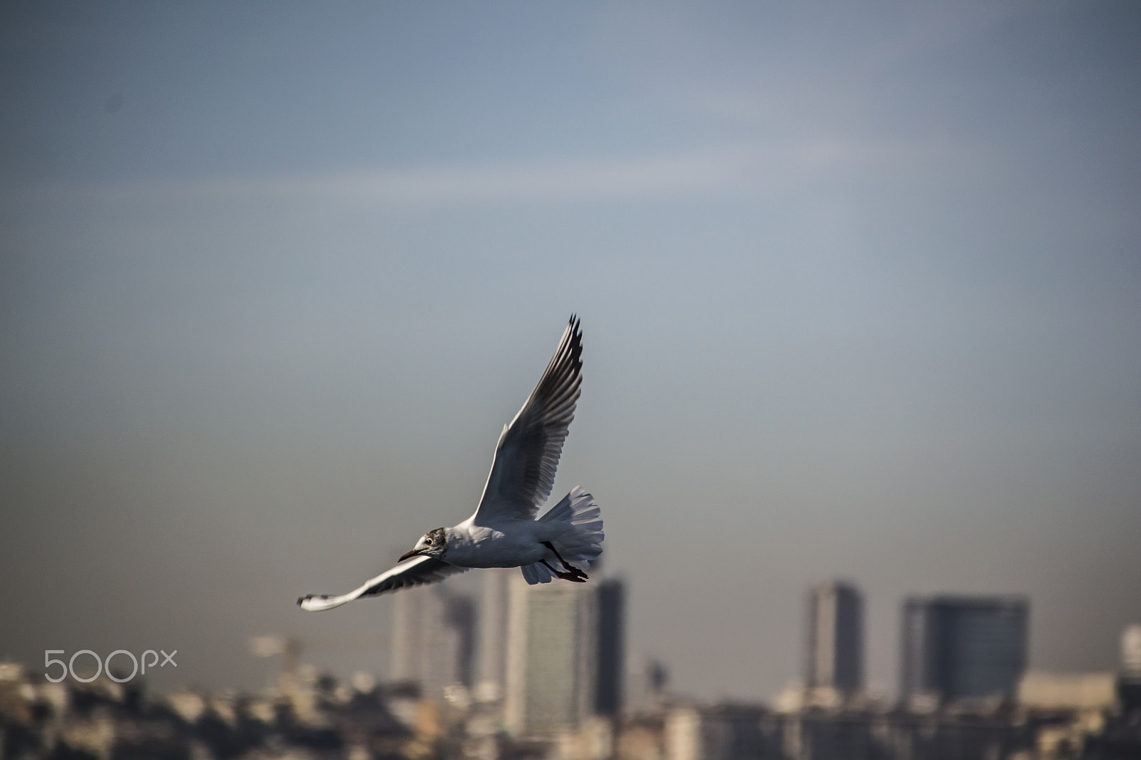 Sigma 18-250mm F3.5-6.3 DC Macro OS HSM sample photo. Seagull flying over the sea. photography