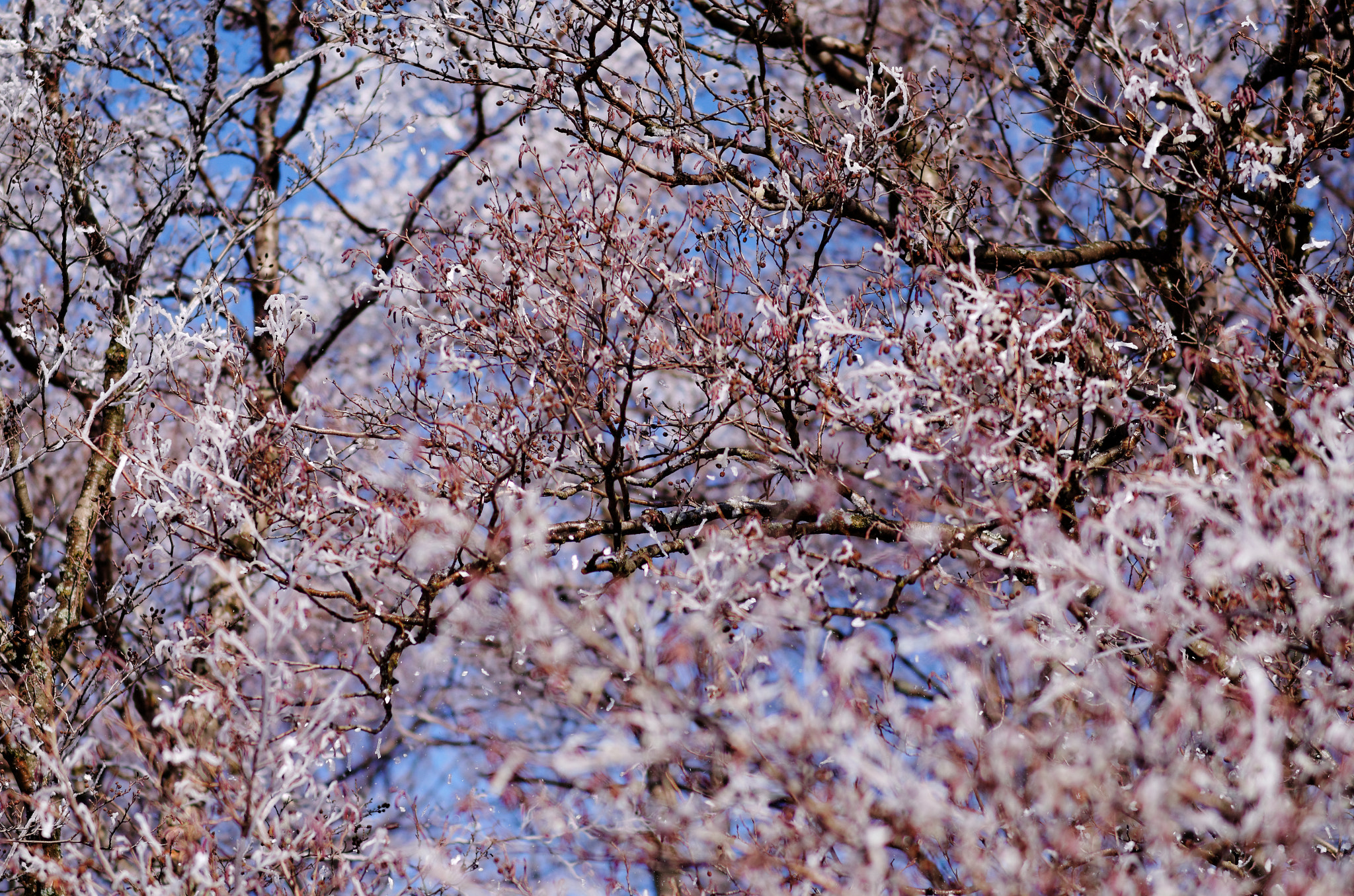 Nikon D5100 + Samyang 85mm F1.4 Aspherical IF sample photo. Iced trees photography