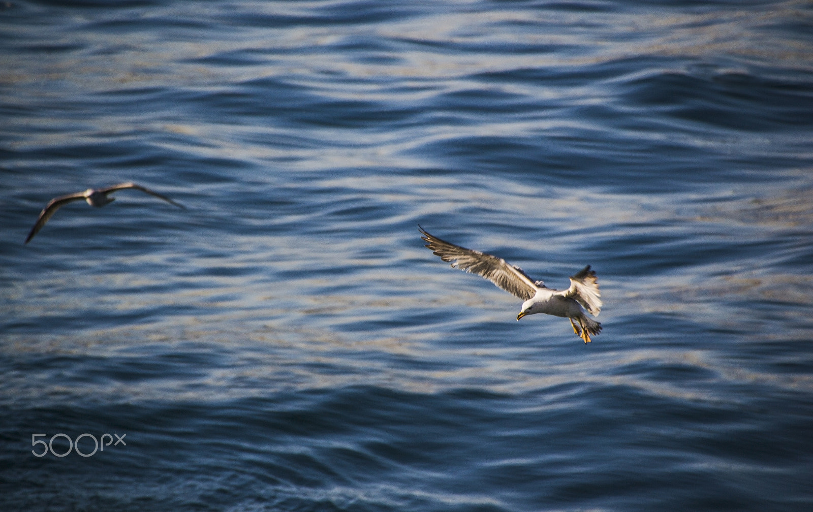 Sigma 18-250mm F3.5-6.3 DC Macro OS HSM sample photo. Seagull flying over the sea. photography