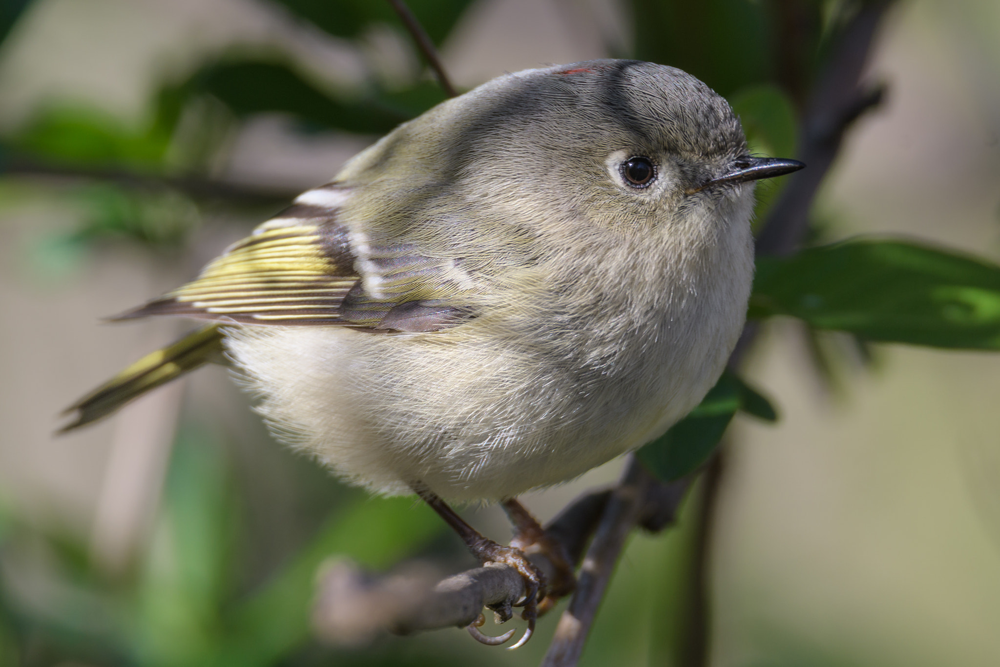 Nikon D500 + Sigma 50mm F2.8 EX DG Macro sample photo. Ruby-crowned kinglet photography