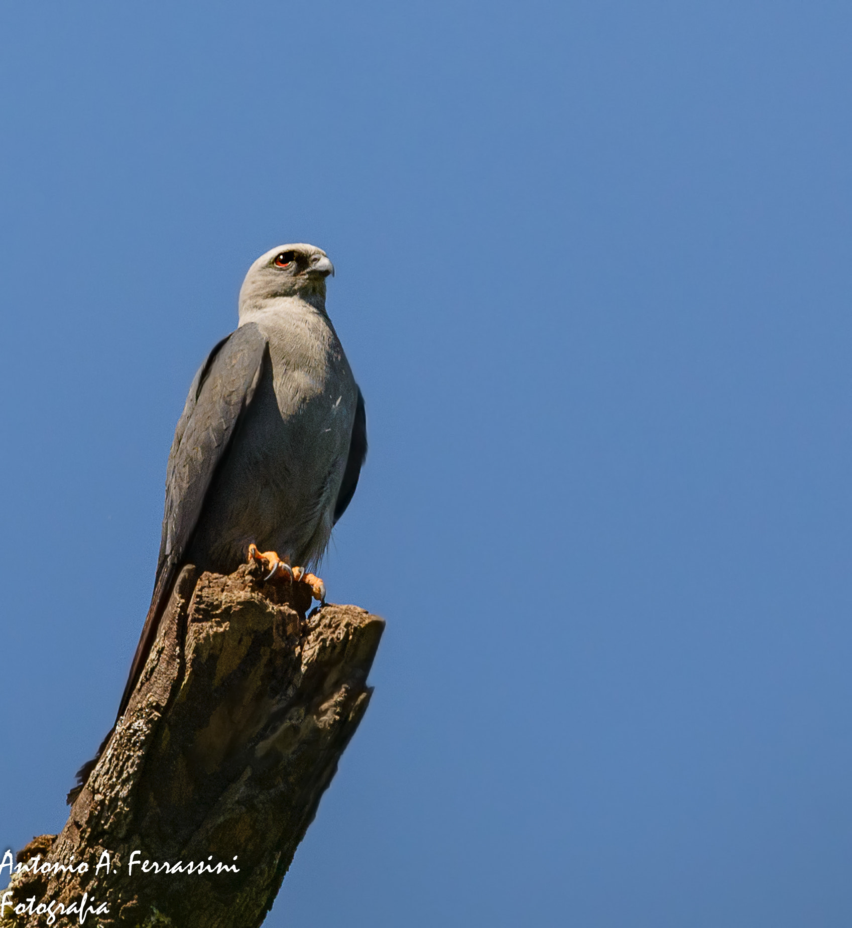 Nikon D610 + Nikon AF-S Nikkor 300mm F4D ED-IF sample photo. Sovi photography