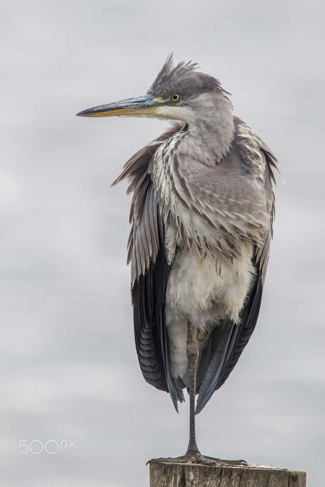 Canon EF 600mm F4L IS II USM sample photo. Grey photography