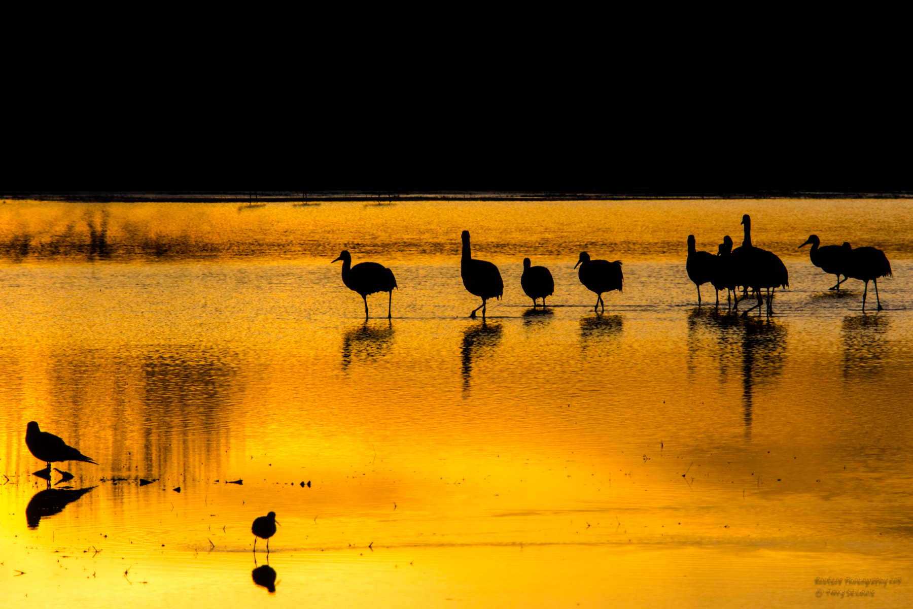 Canon EF 28-300mm F3.5-5.6L IS USM sample photo. Bosque gold photography