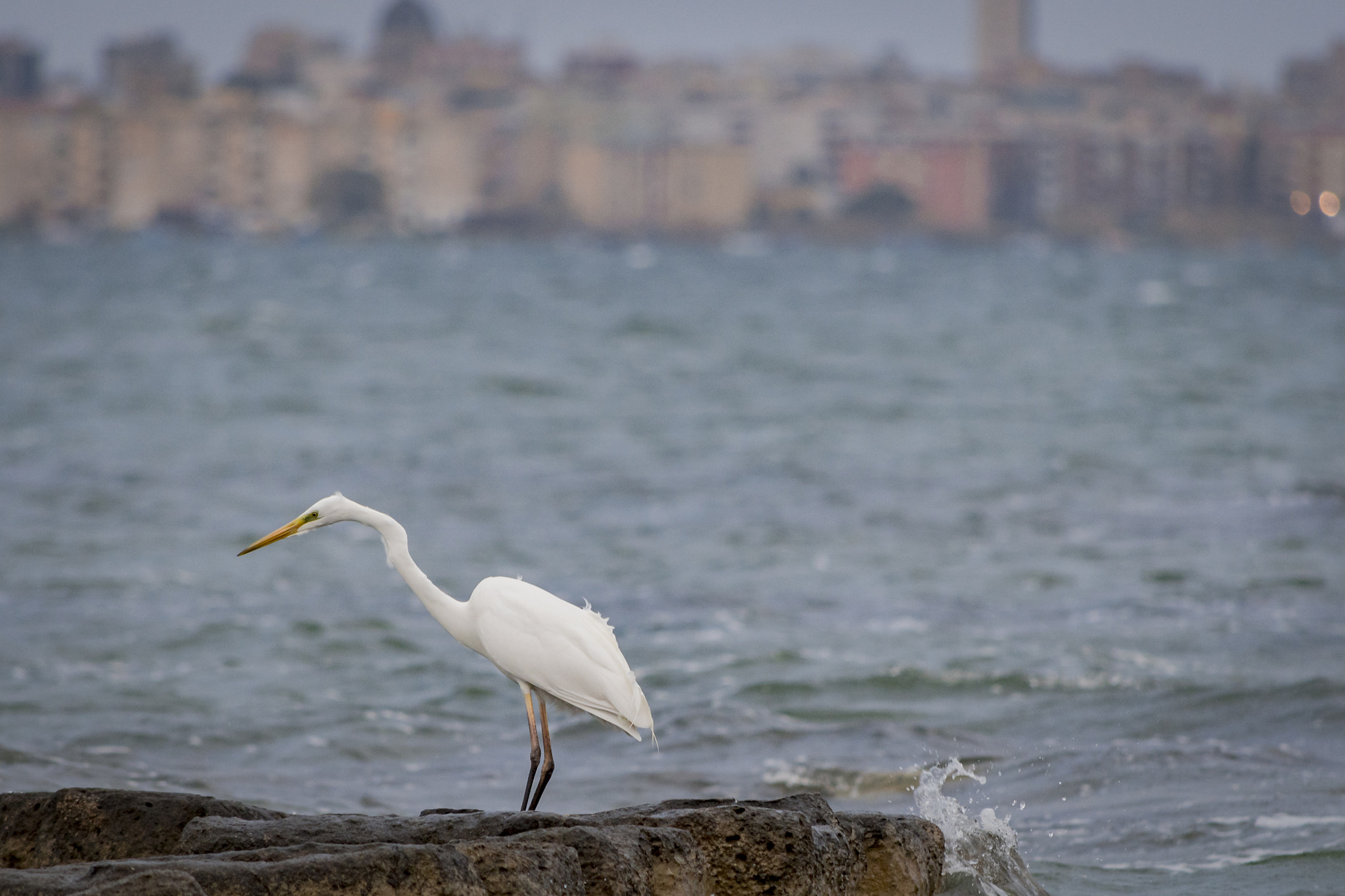 Nikon D500 sample photo. Heron photography
