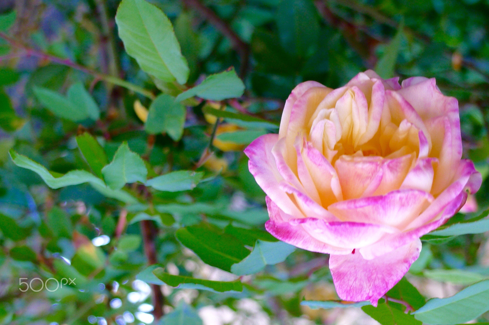 Leica D-LUX 5 sample photo. "a rose by any other name would smell as sweet" photography