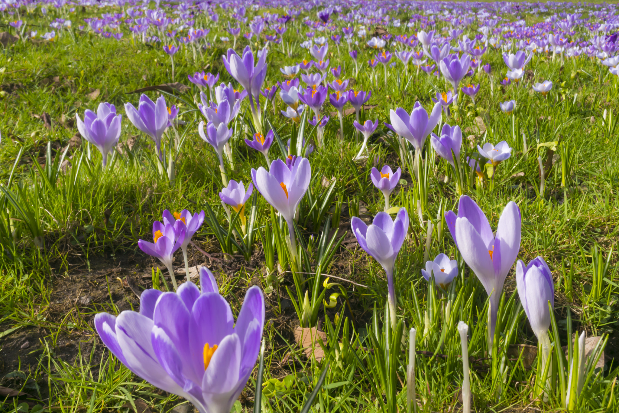 Nikon 1 J5 sample photo. Spring cometh photography