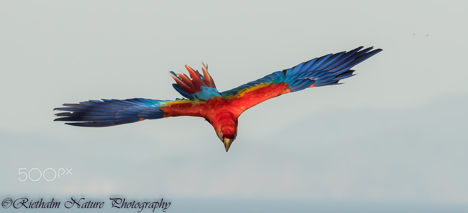 Canon EF 70-200mm F4L USM sample photo. Macaw / ara photography