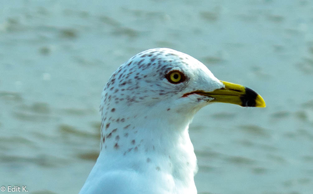 Nikon D3400 sample photo. Seagull photography