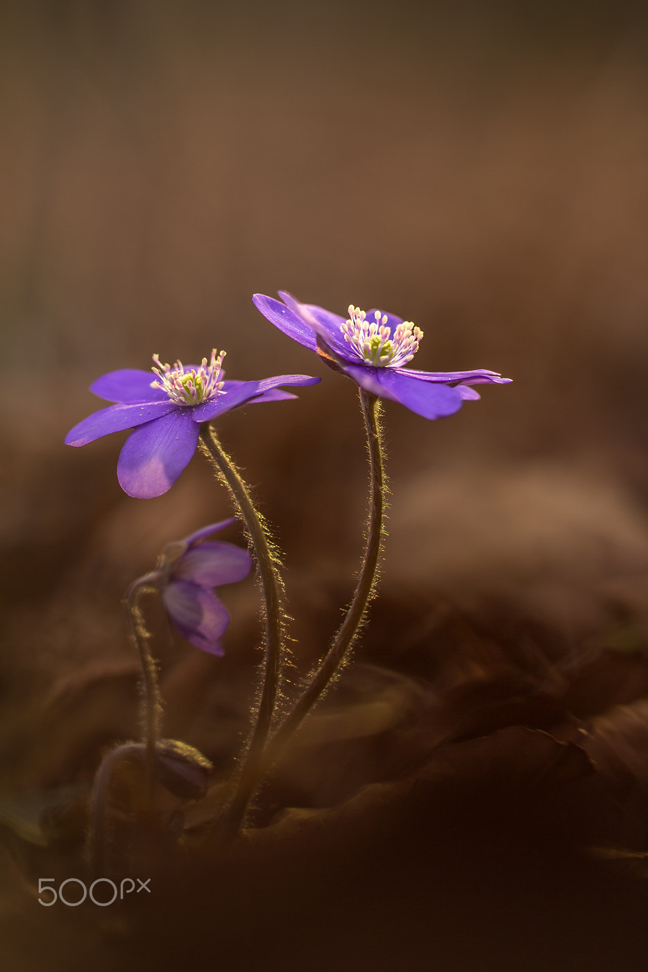 Canon EF 100mm F2.8L Macro IS USM sample photo. Leberblümchen │ anemone │ hepatica nobilis photography