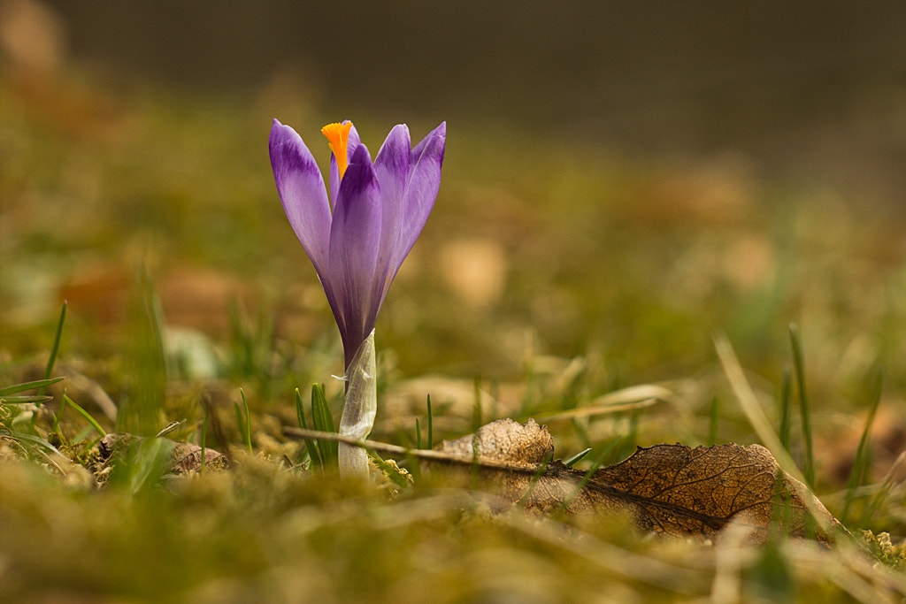 Canon EF 35-80mm f/4-5.6 sample photo. Crocus photography