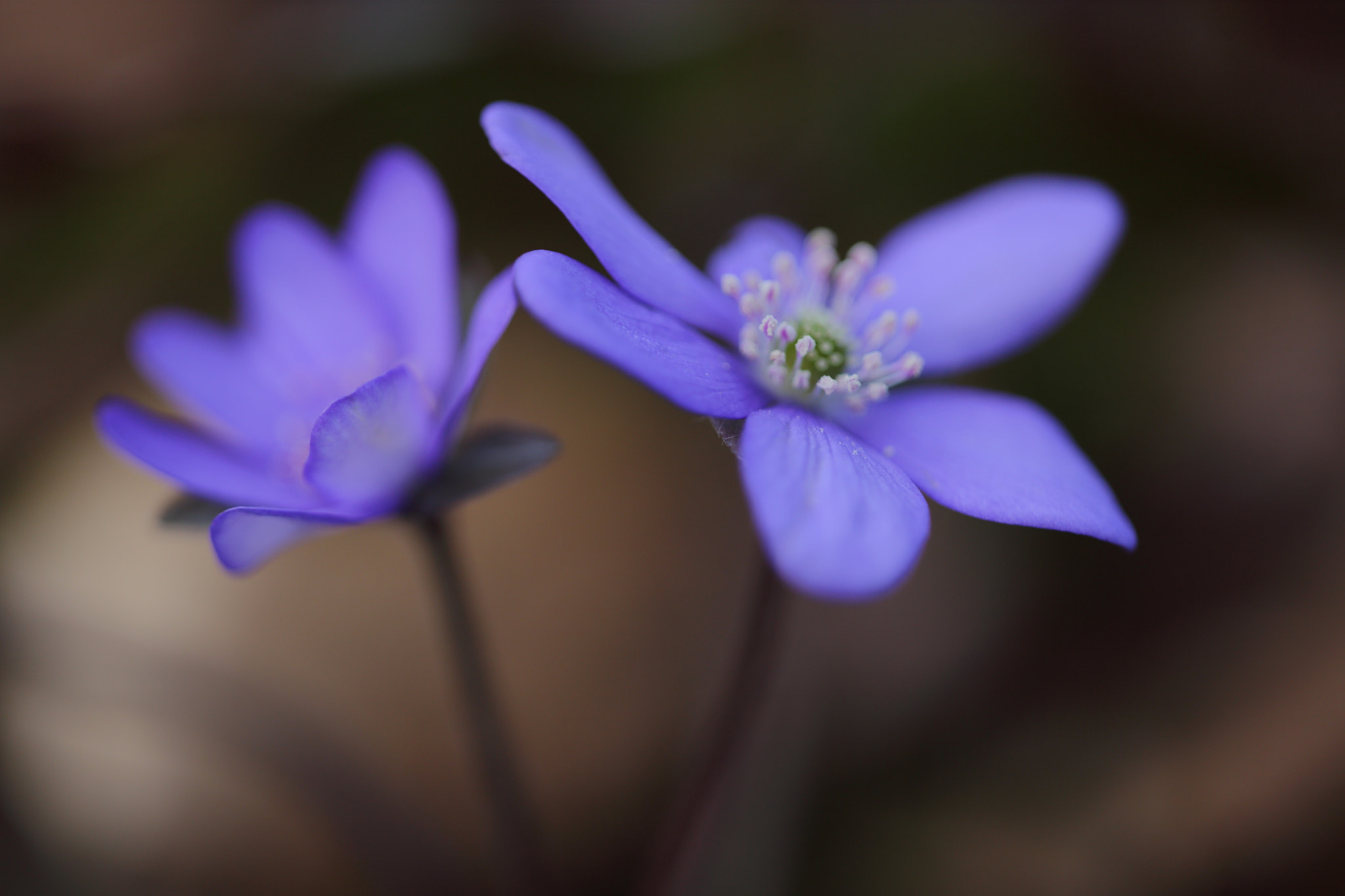 Sigma APO Macro 150mm f/2.8 EX DG HSM sample photo. Leberblümchen photography