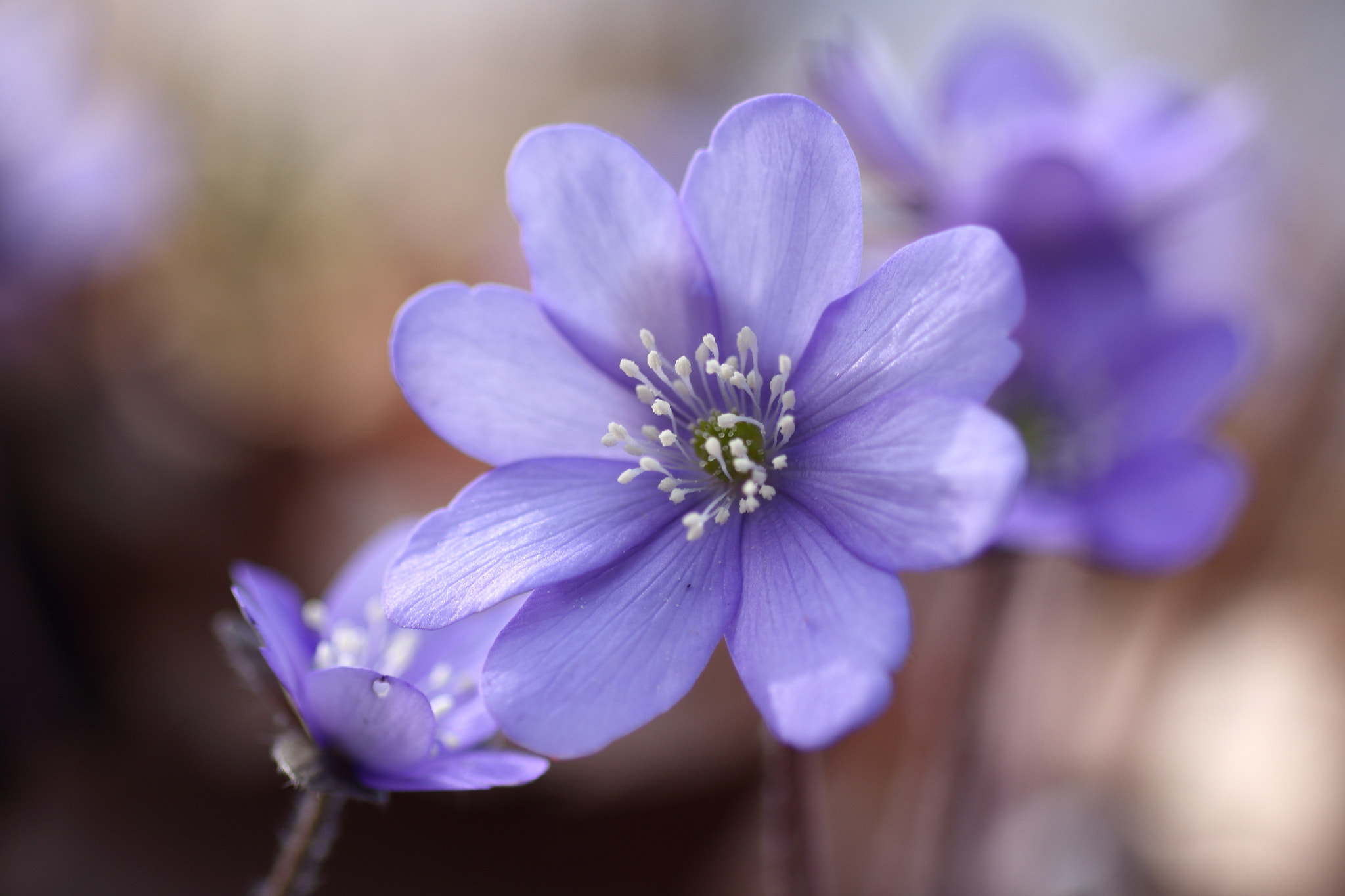 Canon EOS 60D sample photo. Leberblümchen photography