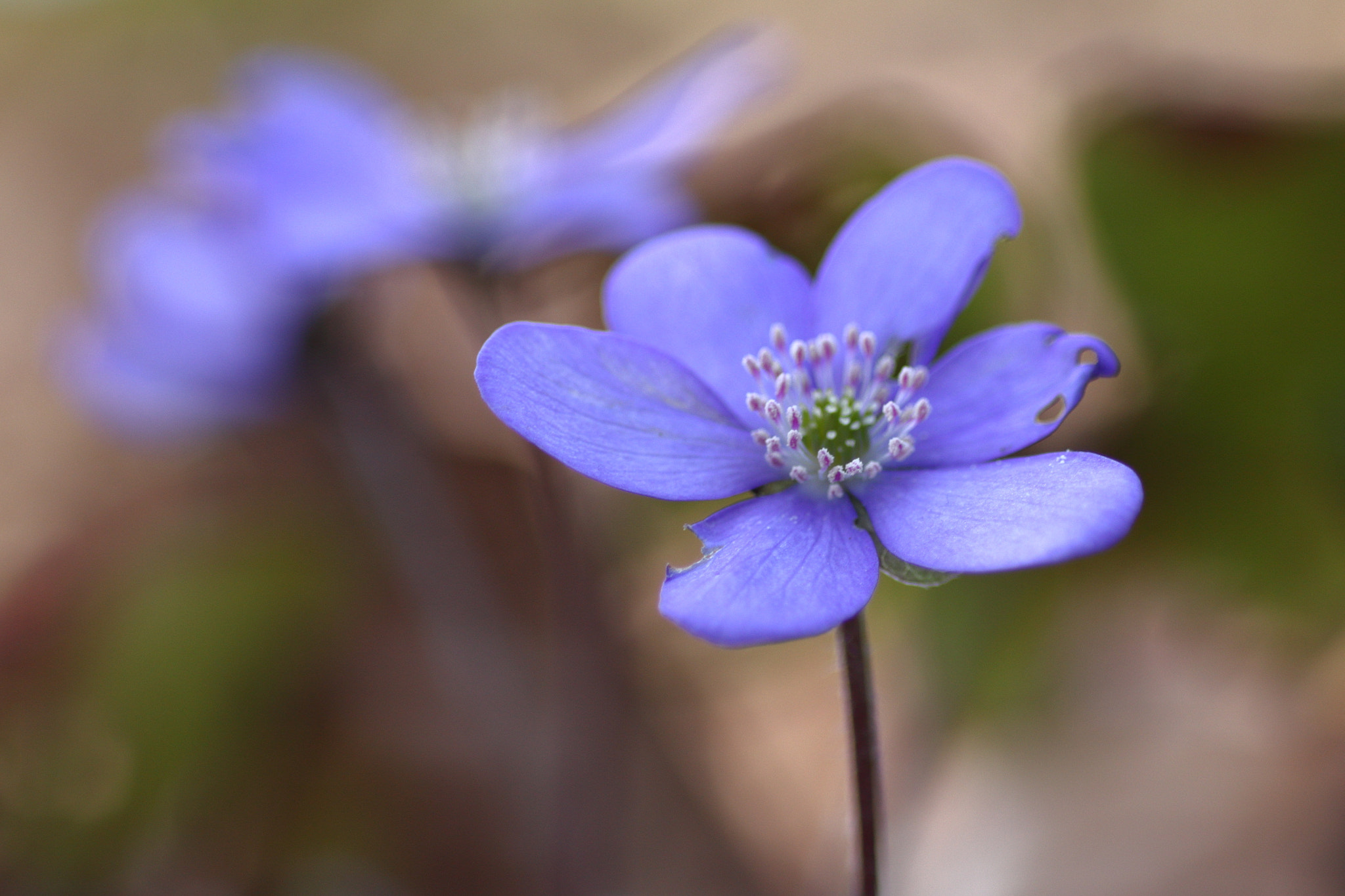 Canon EOS 60D sample photo. Leberblümchen photography