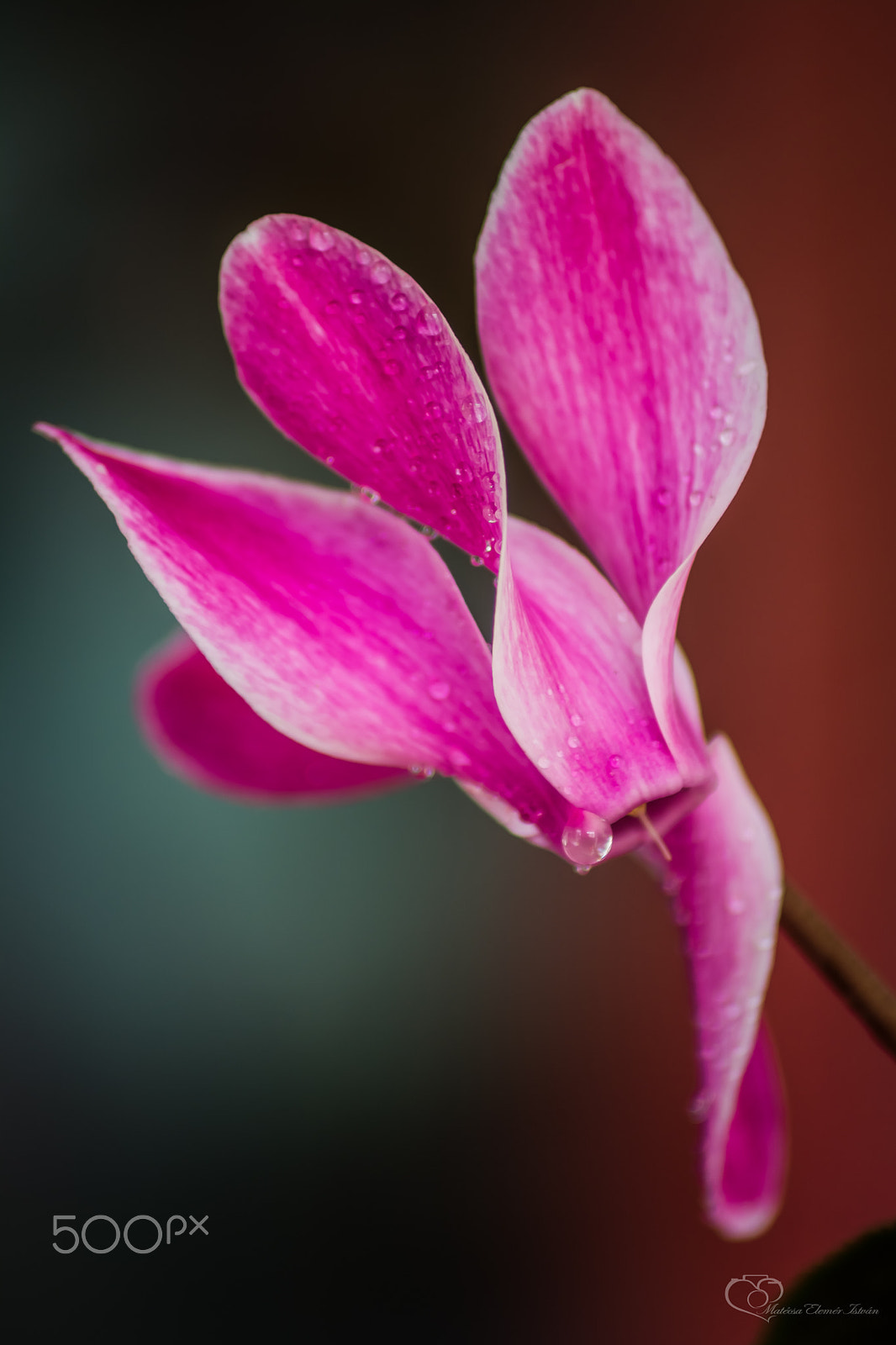 Nikon D5200 + Sigma 50-150mm F2.8 EX APO DC HSM II + 1.4x sample photo. Matecsa elemer istvan cyclamen (px) photography