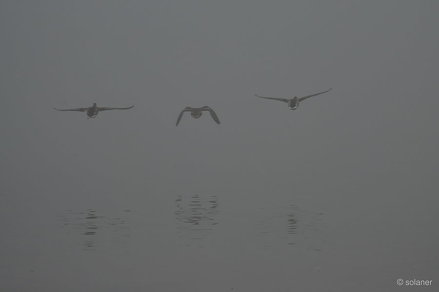 Nikon D600 sample photo. 3 flying ducks in the morning fog photography
