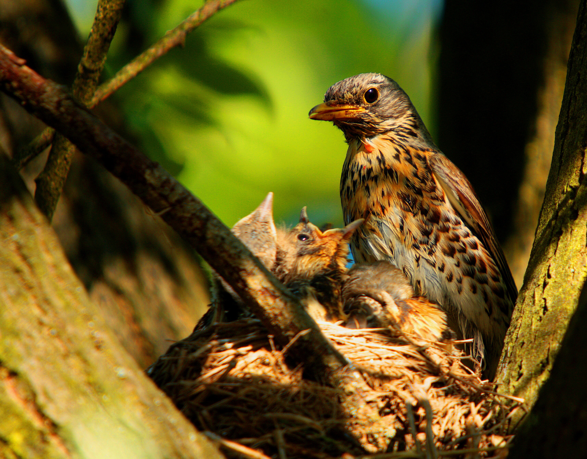 Sigma 50-500mm f/4-6.3 APO HSM EX sample photo. Drozd kvíčala (turdus pilaris) photography