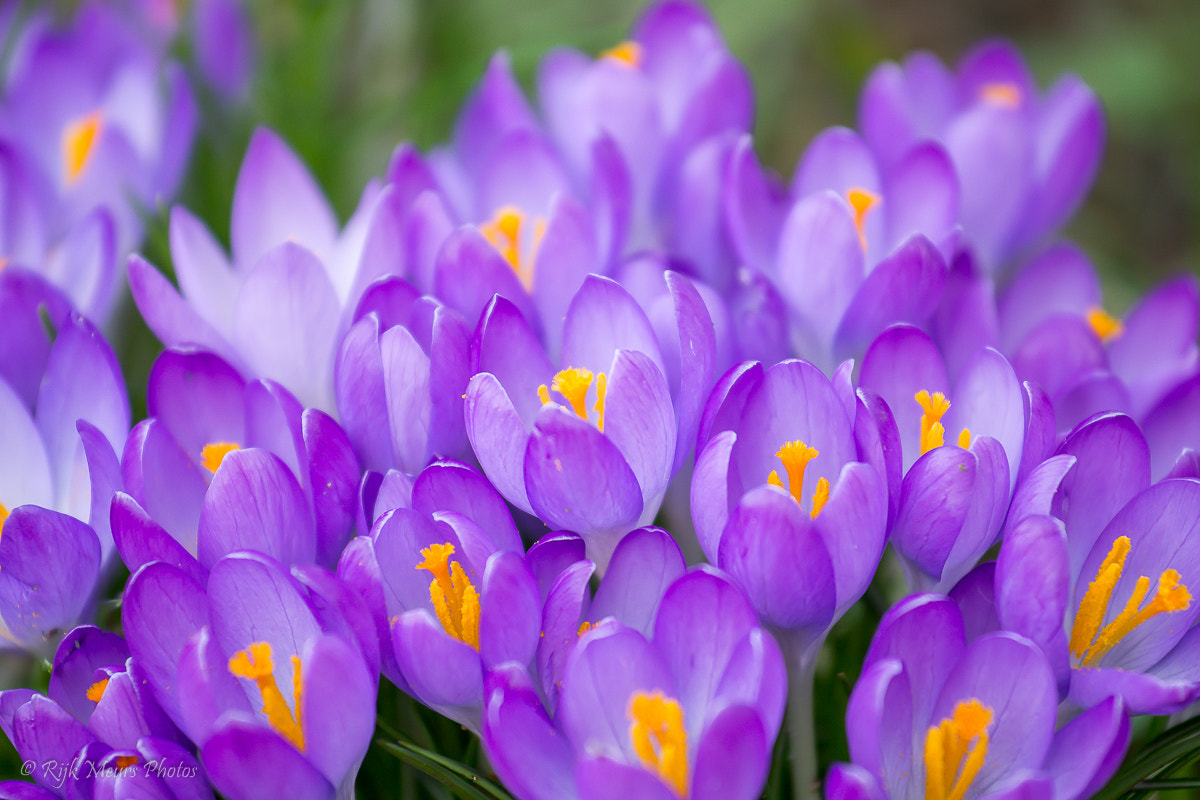 Nikon AF-S Nikkor 70-200mm F4G ED VR sample photo. Spring time photography
