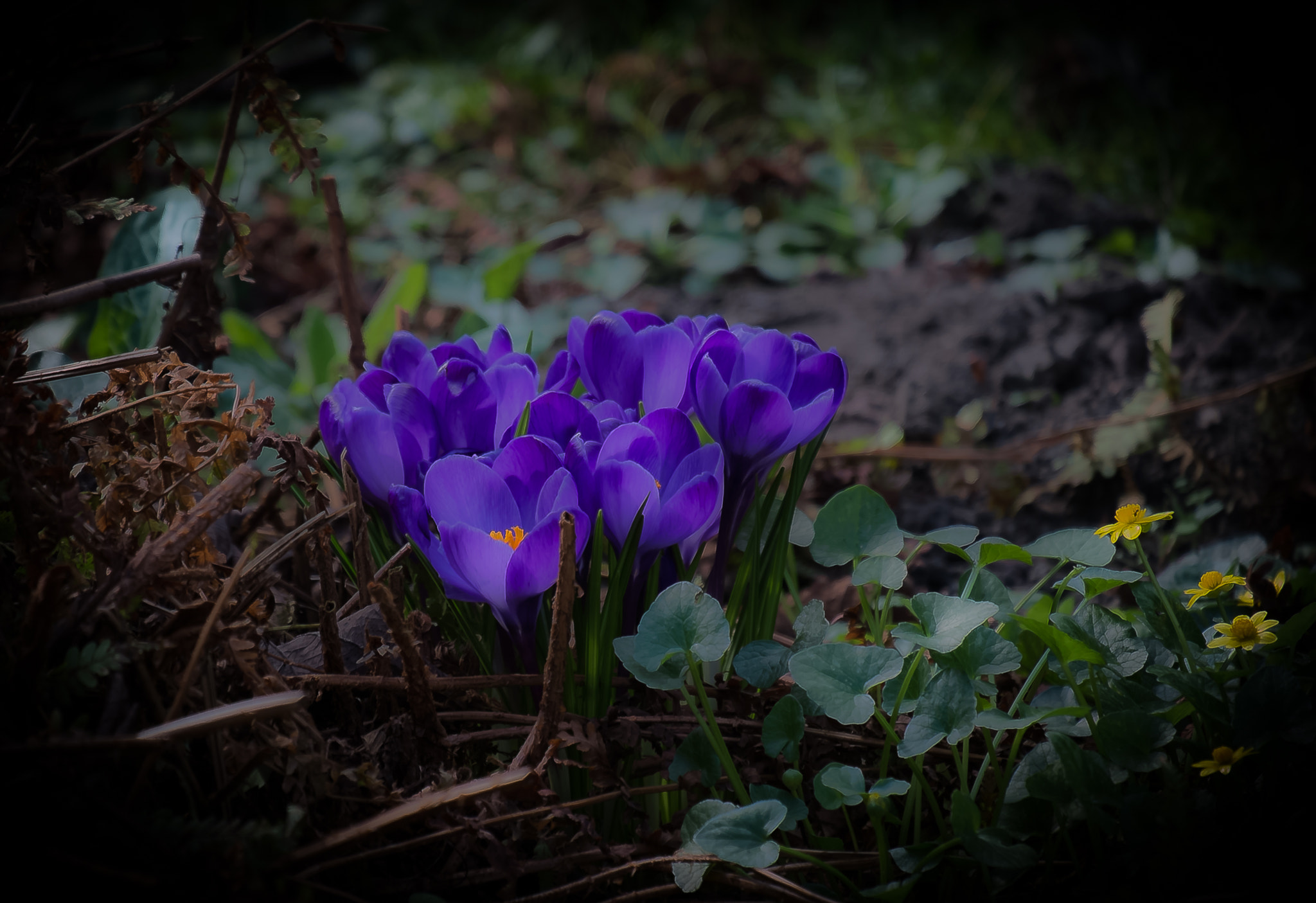 Fujifilm X-Pro1 + Fujifilm XF 55-200mm F3.5-4.8 R LM OIS sample photo. Fleurs du jardin photography