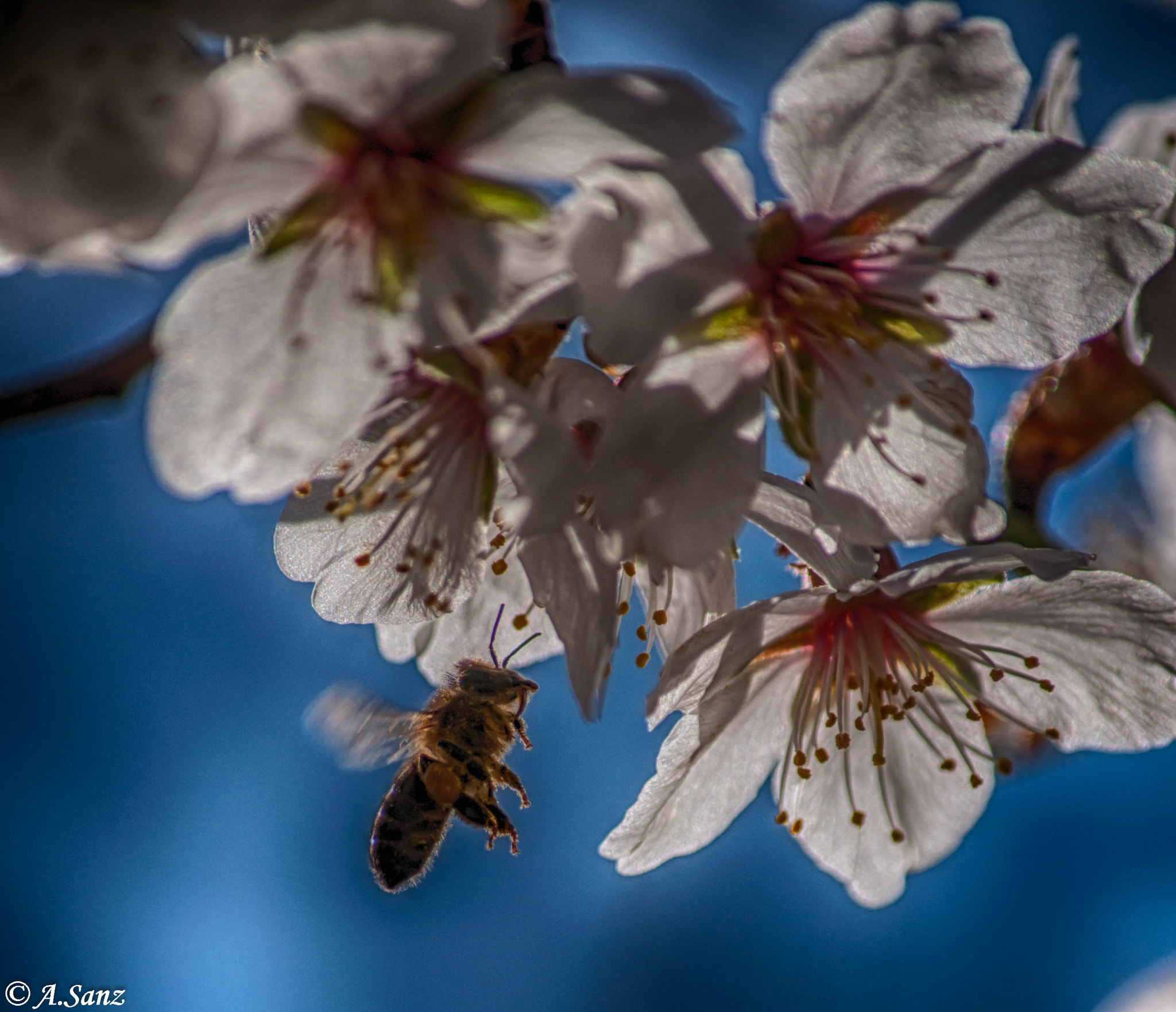 Nikon D90 sample photo. Abeja " bee " photography