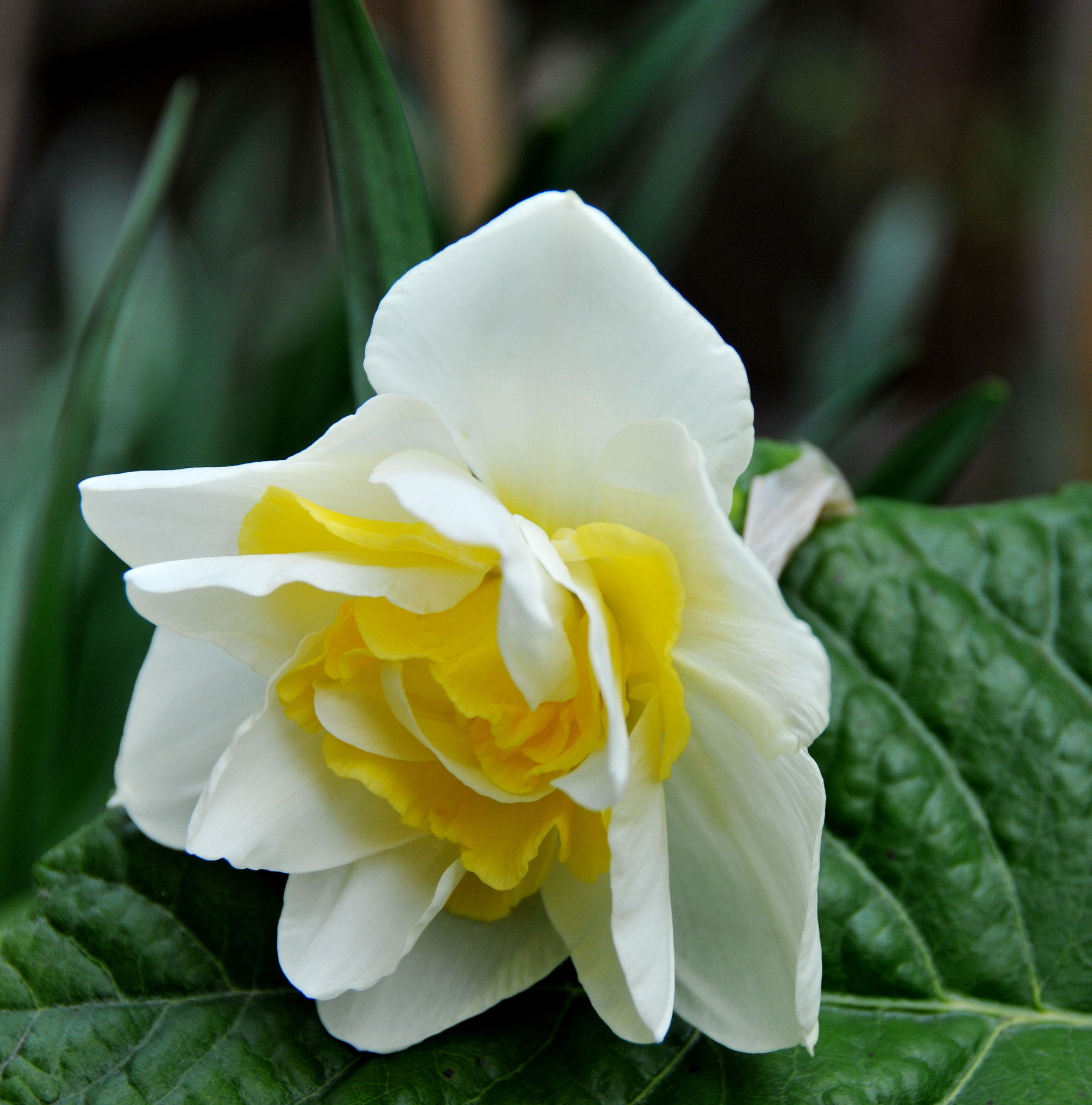 Nikon D300S sample photo. “daffodils are an optimistic flower" photography