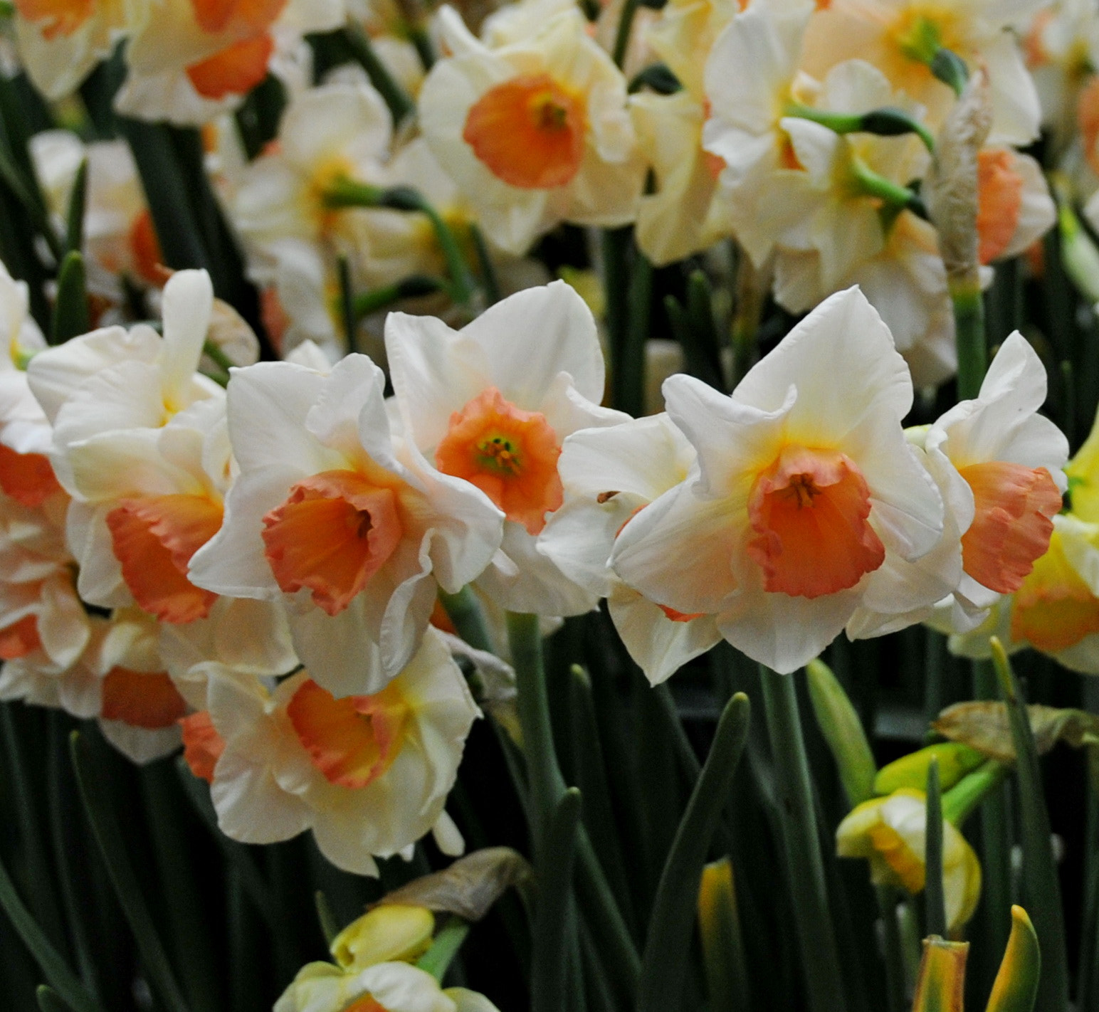 Nikon D300S sample photo. “daffodils are an optimistic flower" photography