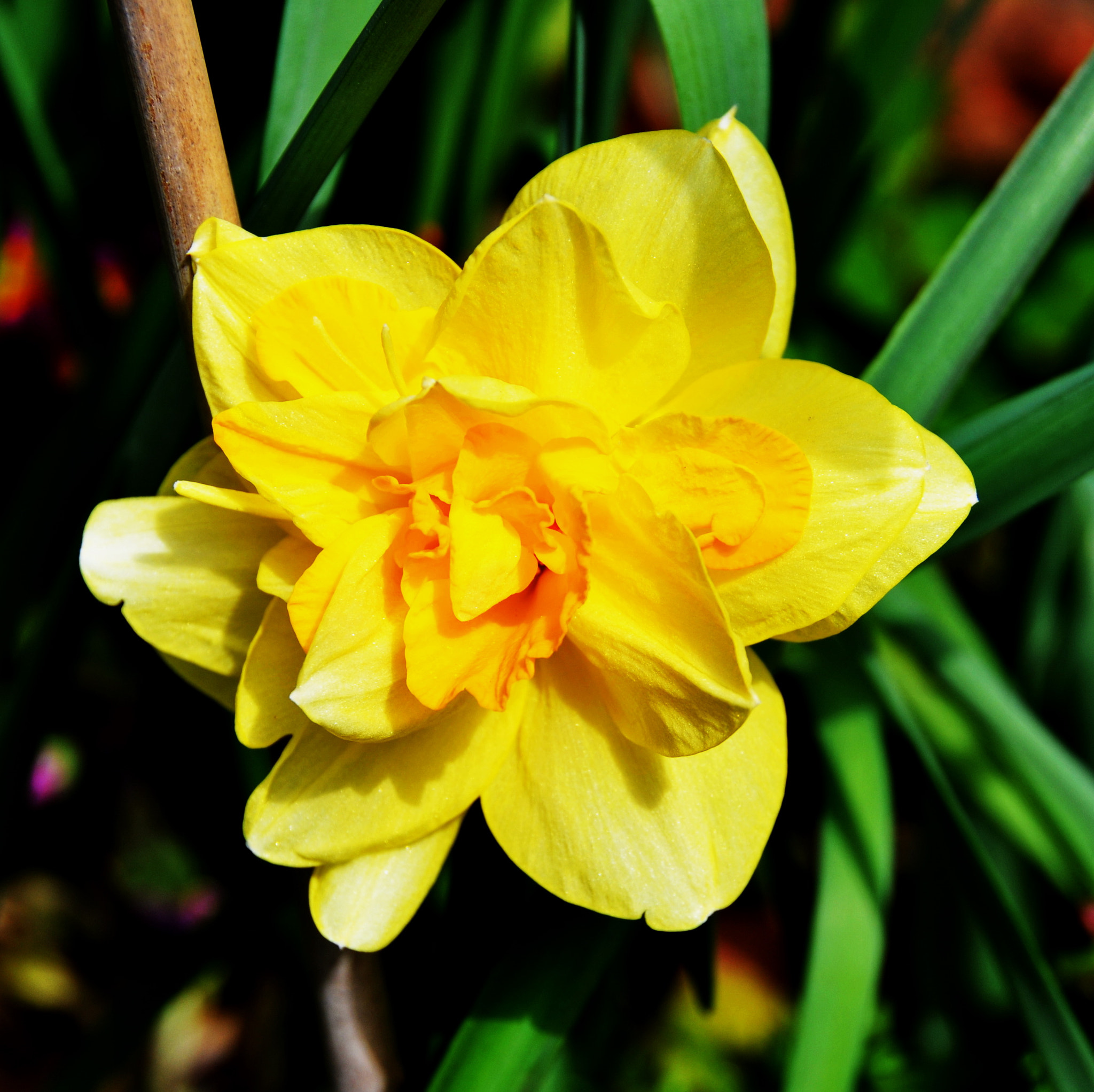 Nikon D300S sample photo. “daffodils are an optimistic flower" photography