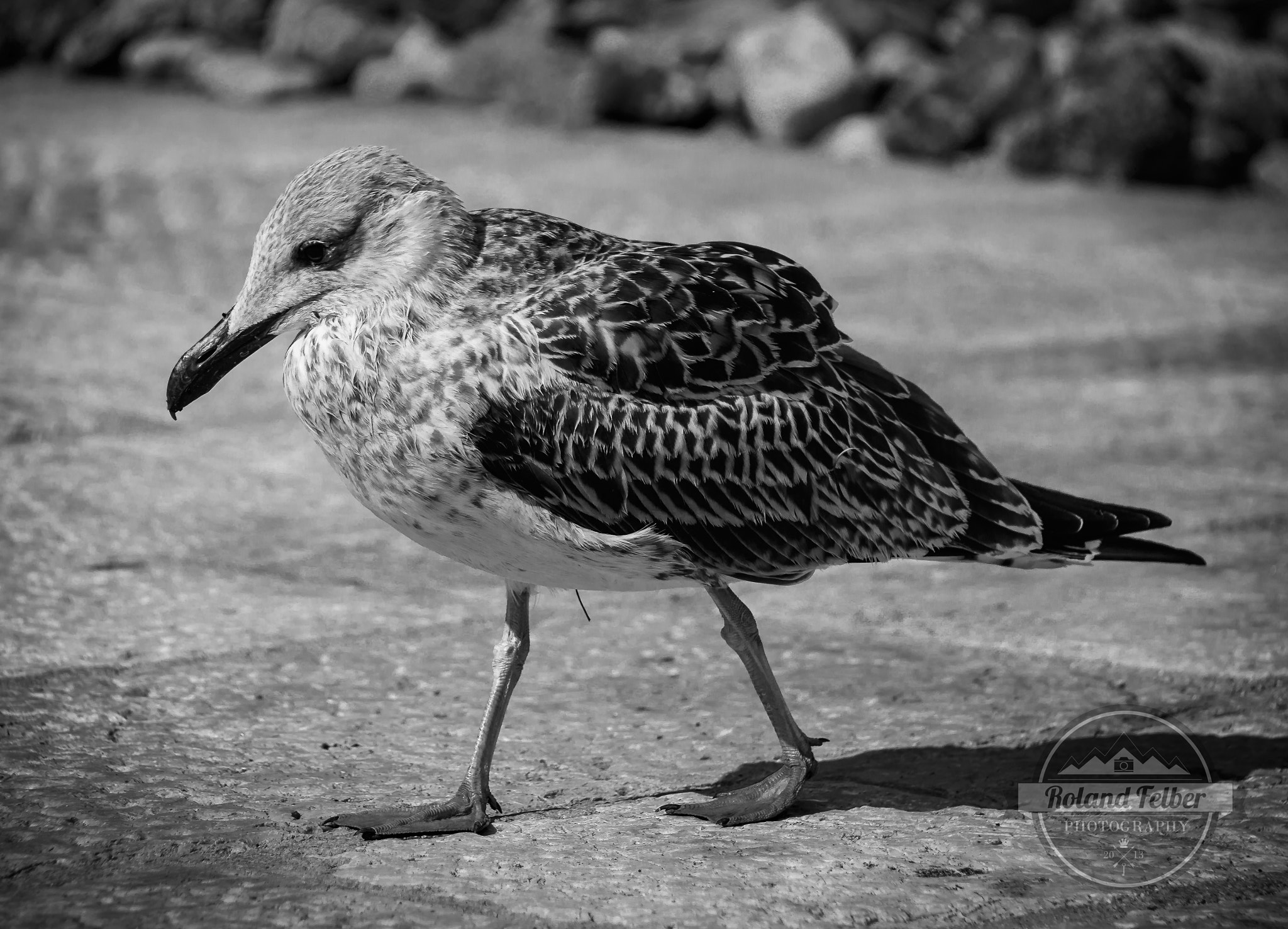 Canon EF-S 18-200mm F3.5-5.6 IS sample photo. Thoughtful seagull photography