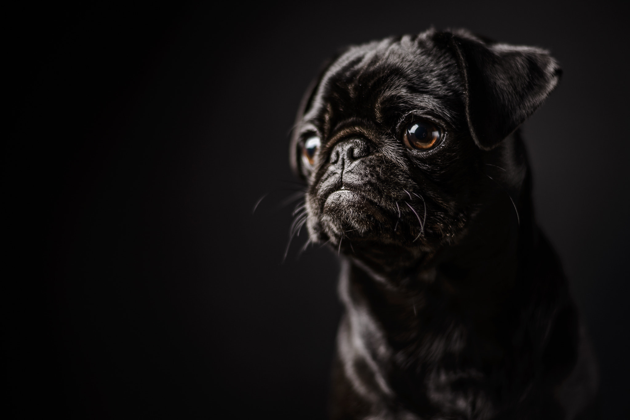 Nikon D600 + Nikon AF-S Nikkor 50mm F1.8G sample photo. Chili schote photography