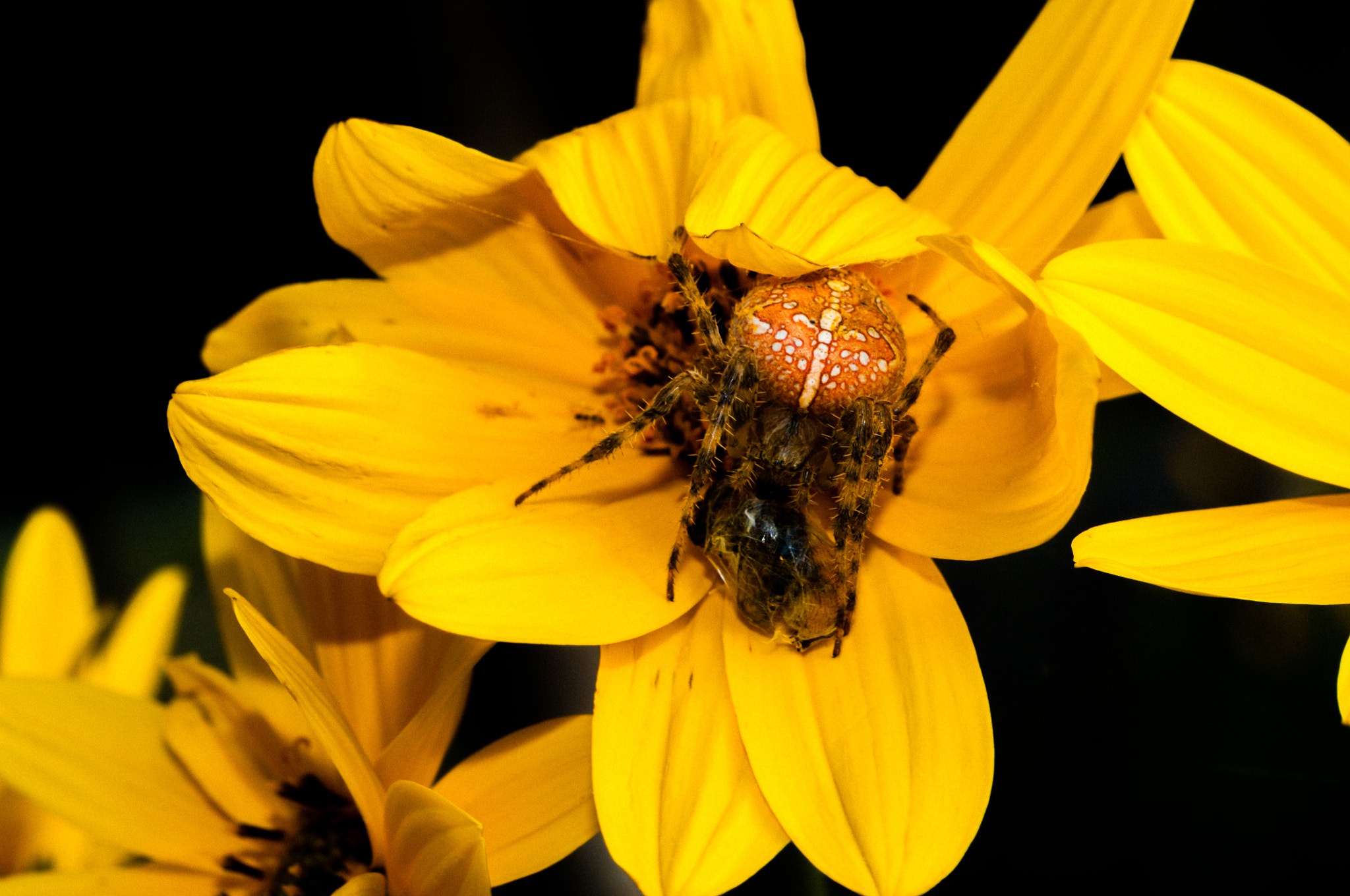 Nikon D90 + AF Micro-Nikkor 60mm f/2.8 sample photo. Spider summer home photography