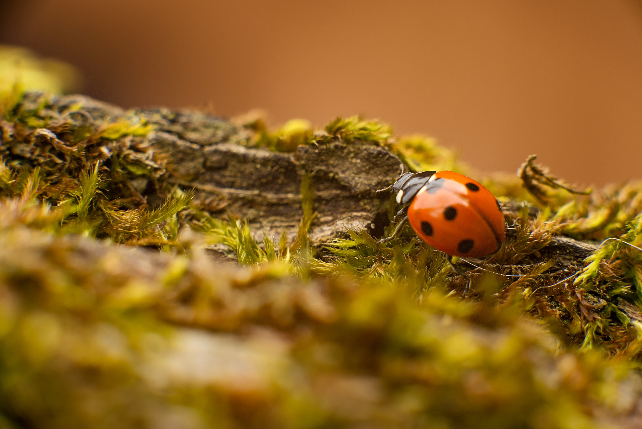 Nikon D610 + Sigma 105mm F2.8 EX DG Macro sample photo. Ladybird photography