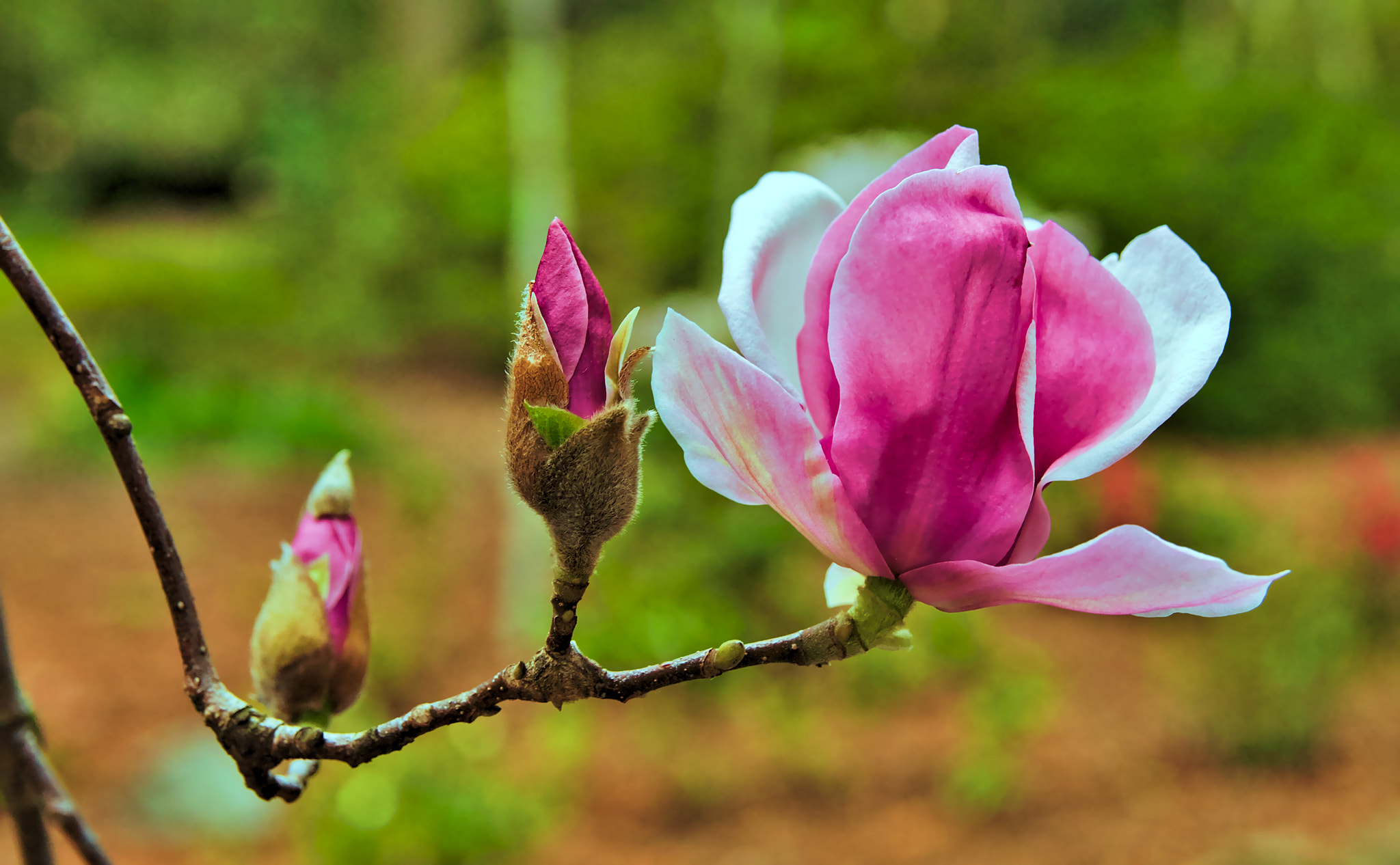 Canon EF-S 17-55mm F2.8 IS USM sample photo. Magnolias photography