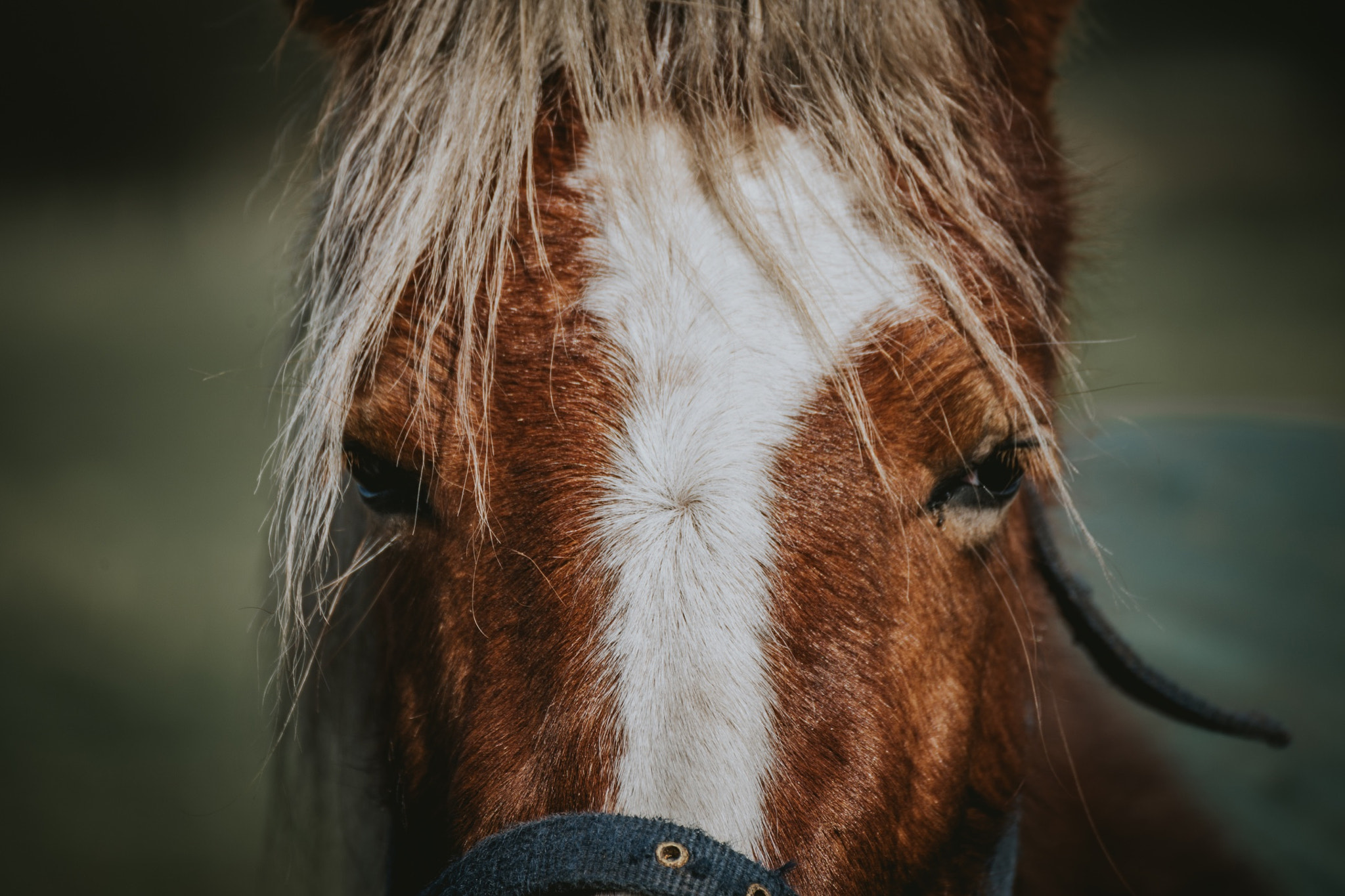 Canon EOS 6D + Tamron SP 35mm F1.8 Di VC USD sample photo. Stare down. photography