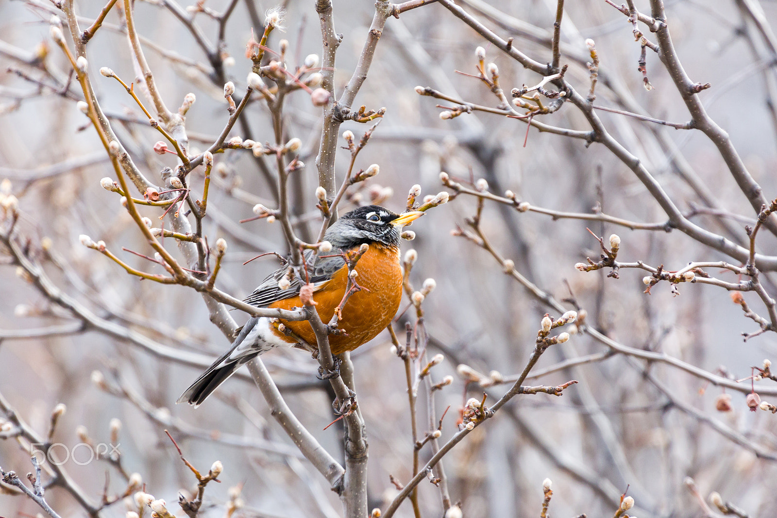 Canon EF 70-200mm F4L USM sample photo. American red robin photography