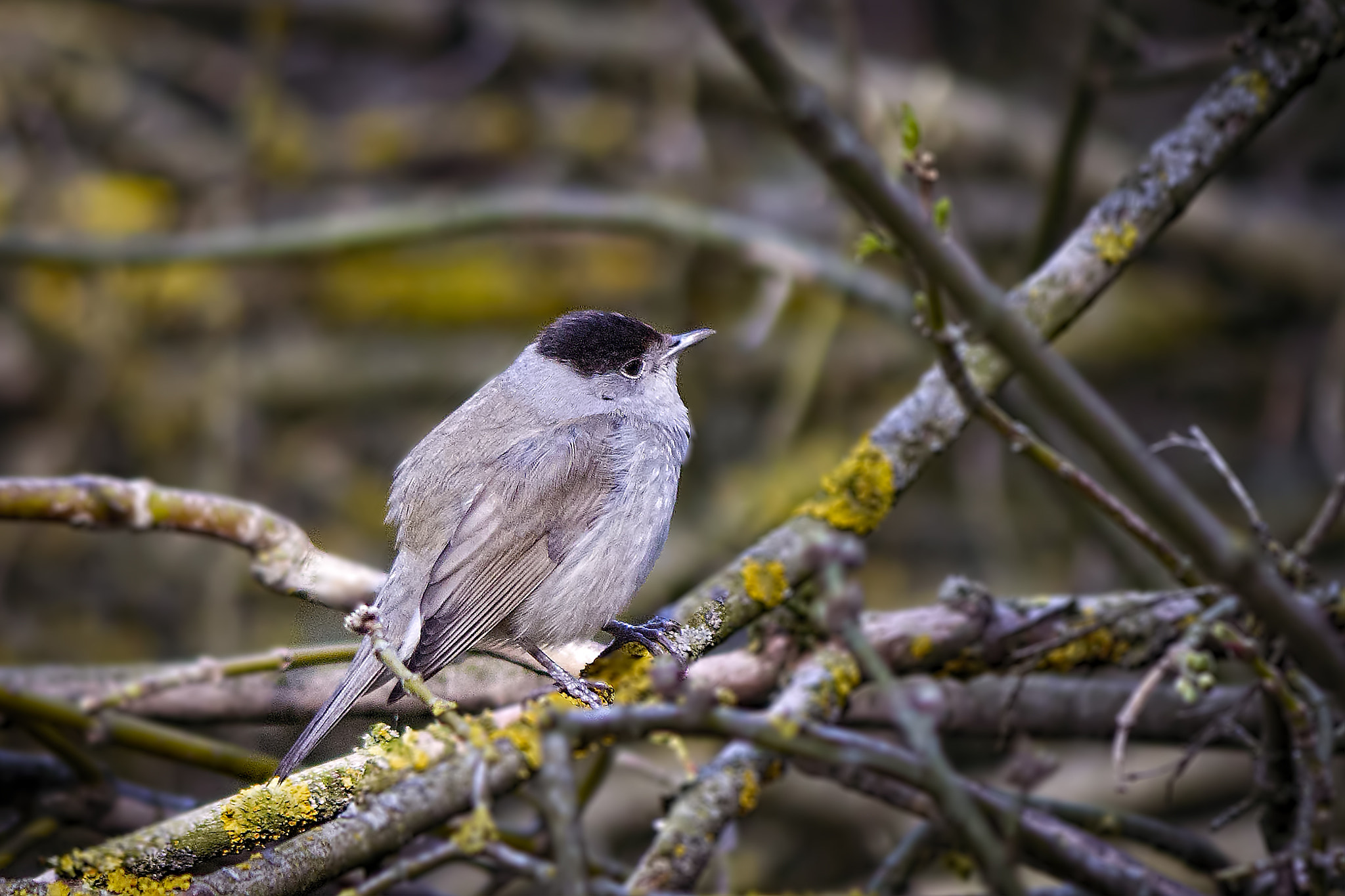 Canon EF-S 55-250mm F4-5.6 IS II sample photo. Eurasian blackcap photography