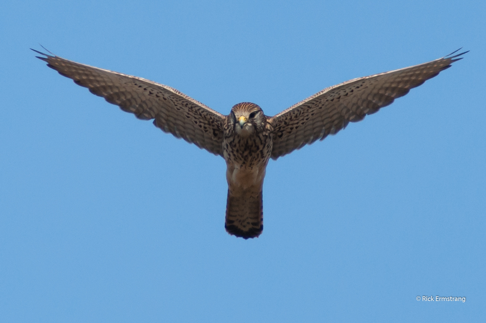 AF Nikkor 180mm f/2.8 IF-ED sample photo. Praying kestrel female photography