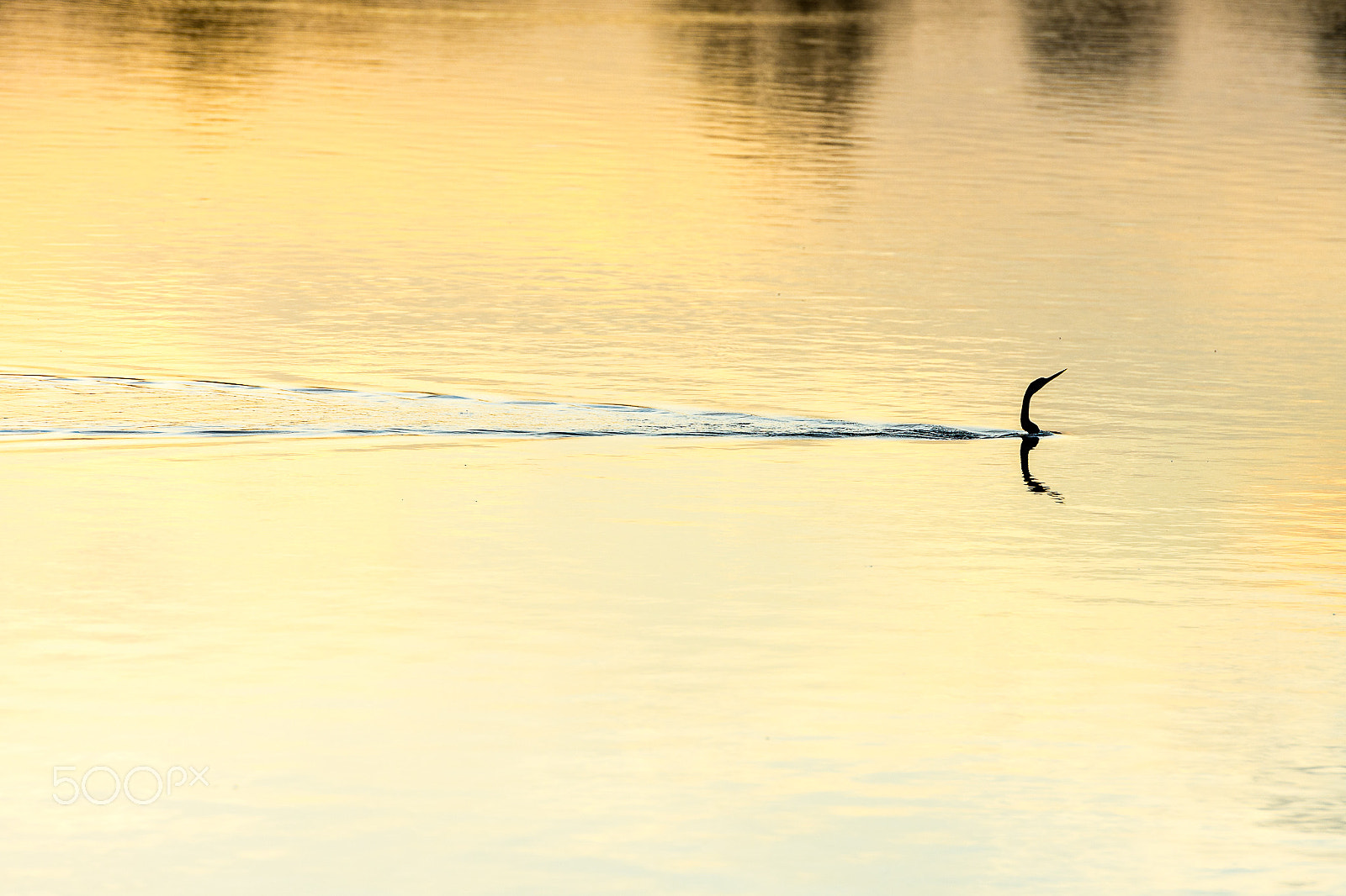 Nikon AF-S Nikkor 70-200mm F2.8G ED VR II sample photo. Anhinga silhouette photography