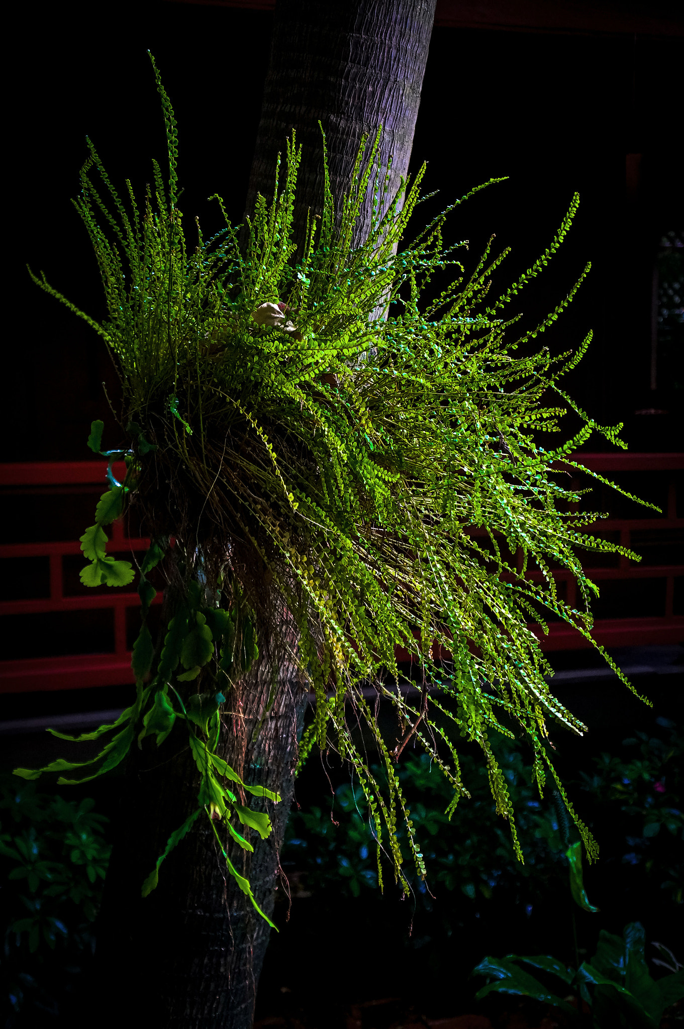 Sony Alpha NEX-5R sample photo. Tree fern photography