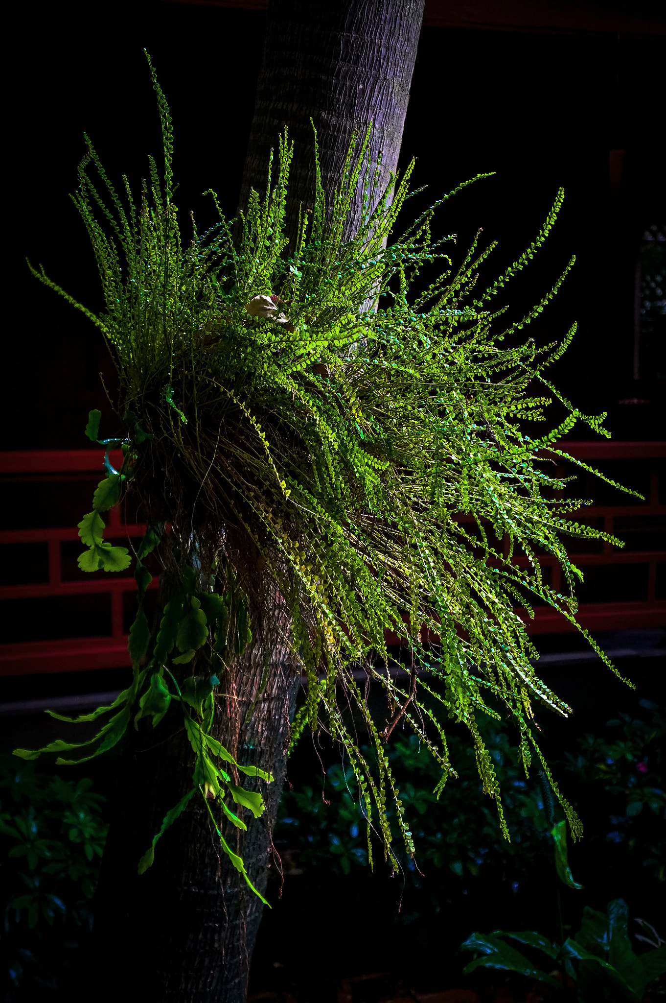 Tamron 18-200mm F3.5-6.3 Di III VC sample photo. Tree fern photography